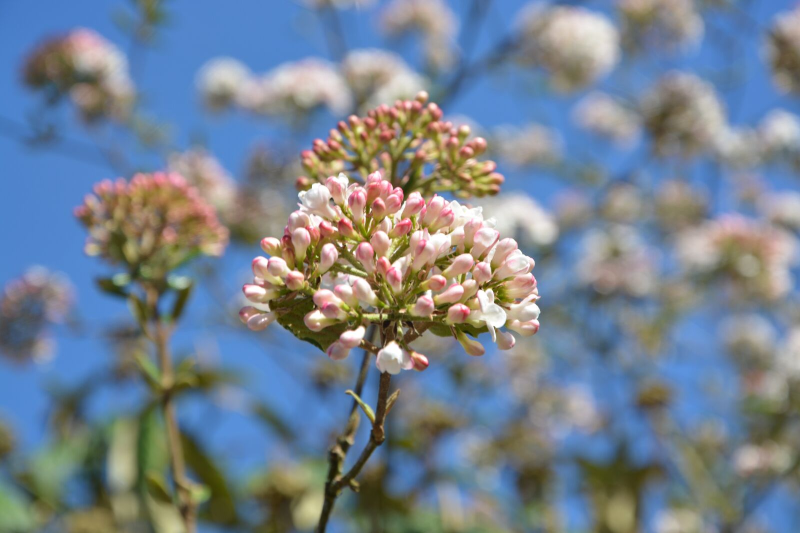 Nikon D5200 sample photo. Flower, flowering, spring season photography