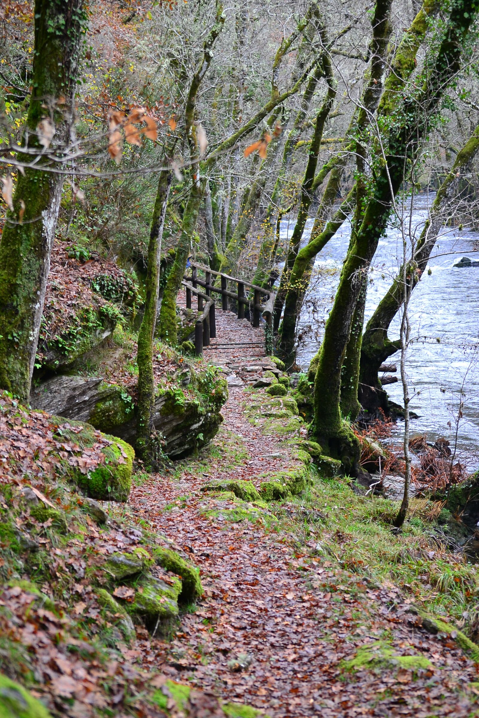 Nikon D3100 sample photo. Path, autumn, colors photography