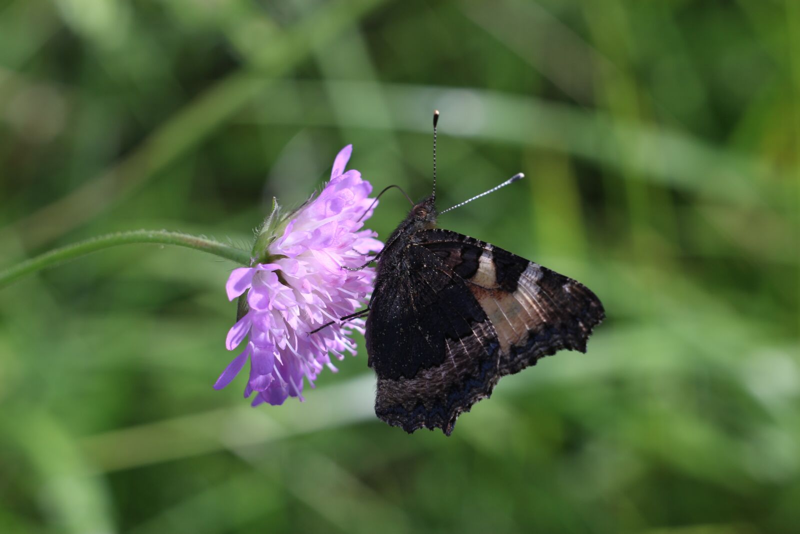 Canon EOS 100D (EOS Rebel SL1 / EOS Kiss X7) sample photo. Flower, summer, butterfly chocolate photography