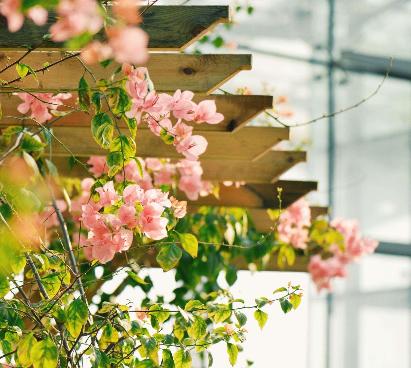 Nikon D610 sample photo. Flowers, indoor, small fresh photography