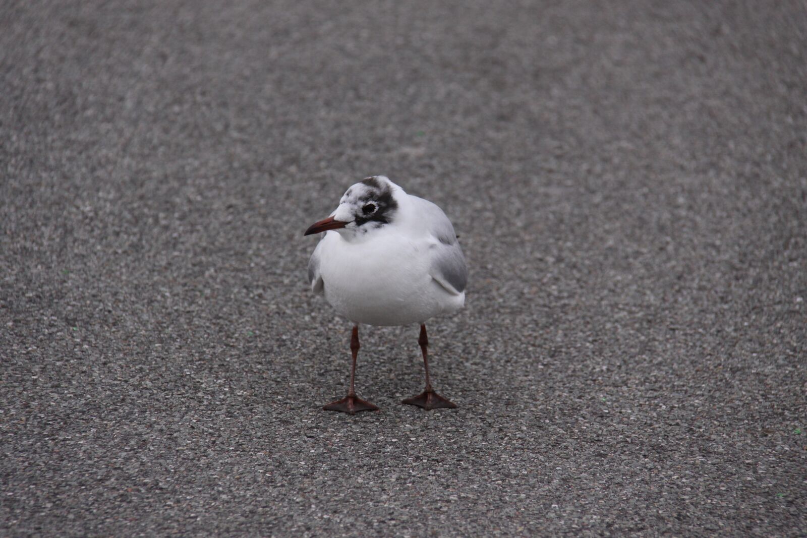 Canon EOS 50D sample photo. H ttem ge, bird photography