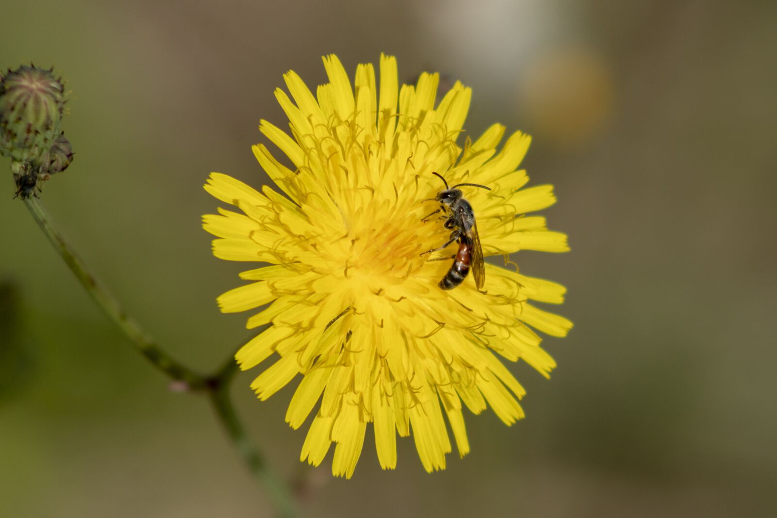 Canon EF75-300mm f/4-5.6 sample photo. Wildflower, meadow flower, flower photography