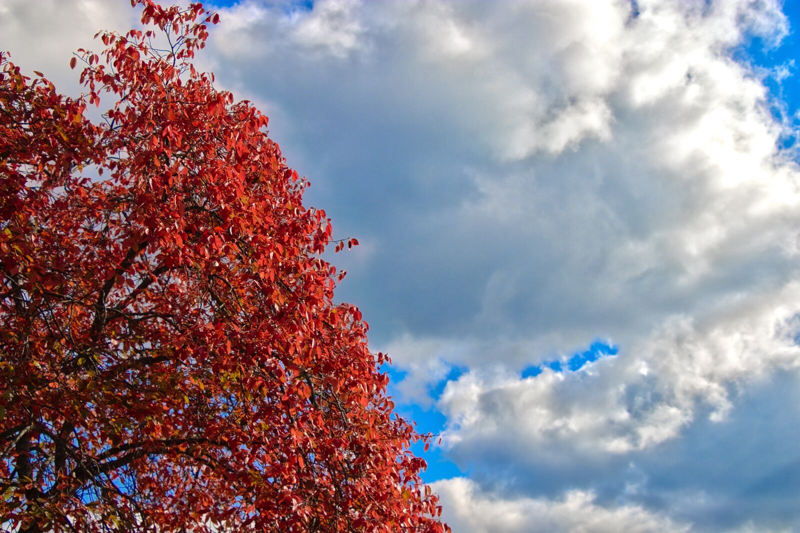 Canon EOS 80D sample photo. Colors, autumn, foliage photography