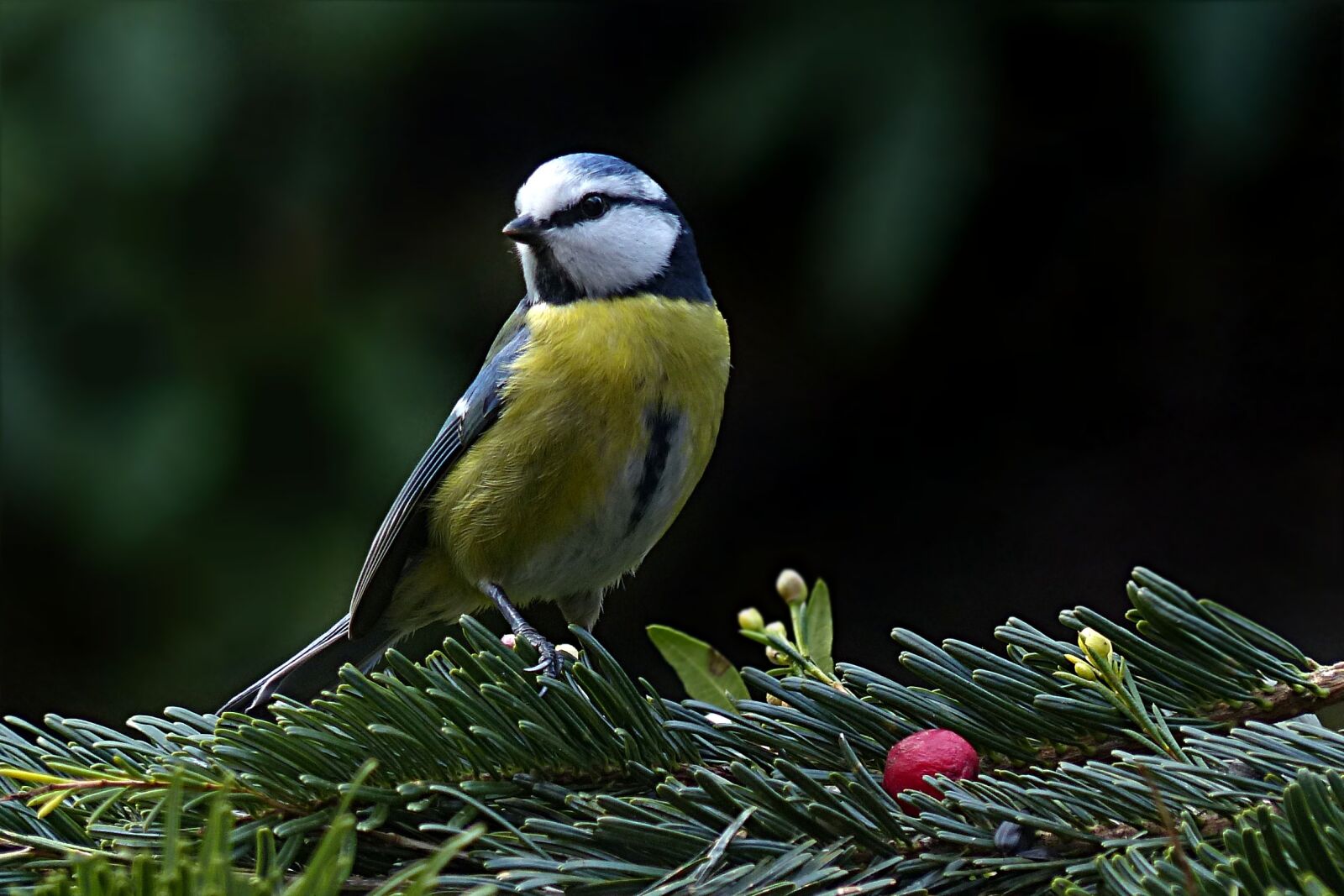 Panasonic Lumix DMC-FZ200 sample photo. Bird, tit, blue tit photography
