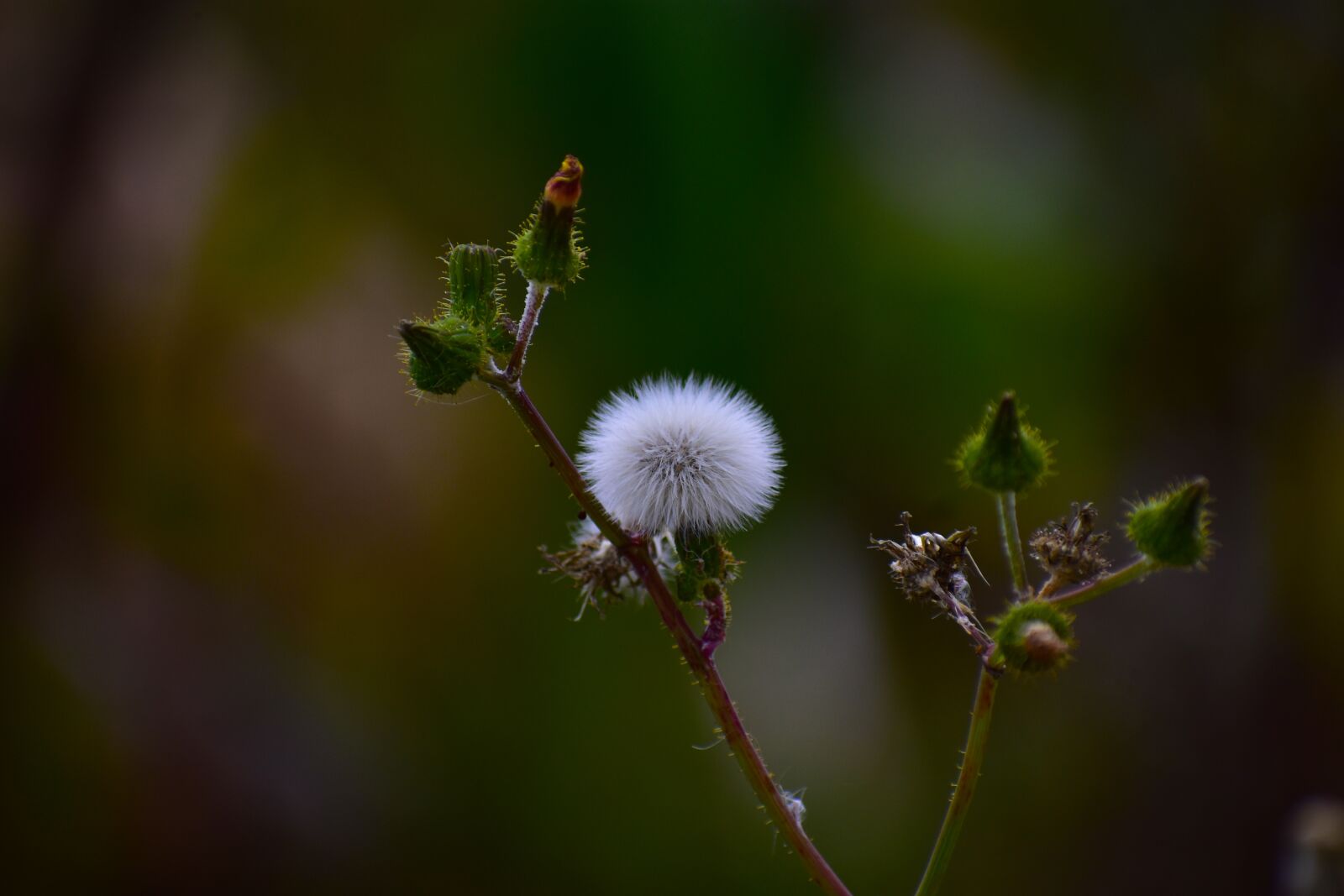 Nikon D3400 sample photo. Dandelion, nature, summer photography