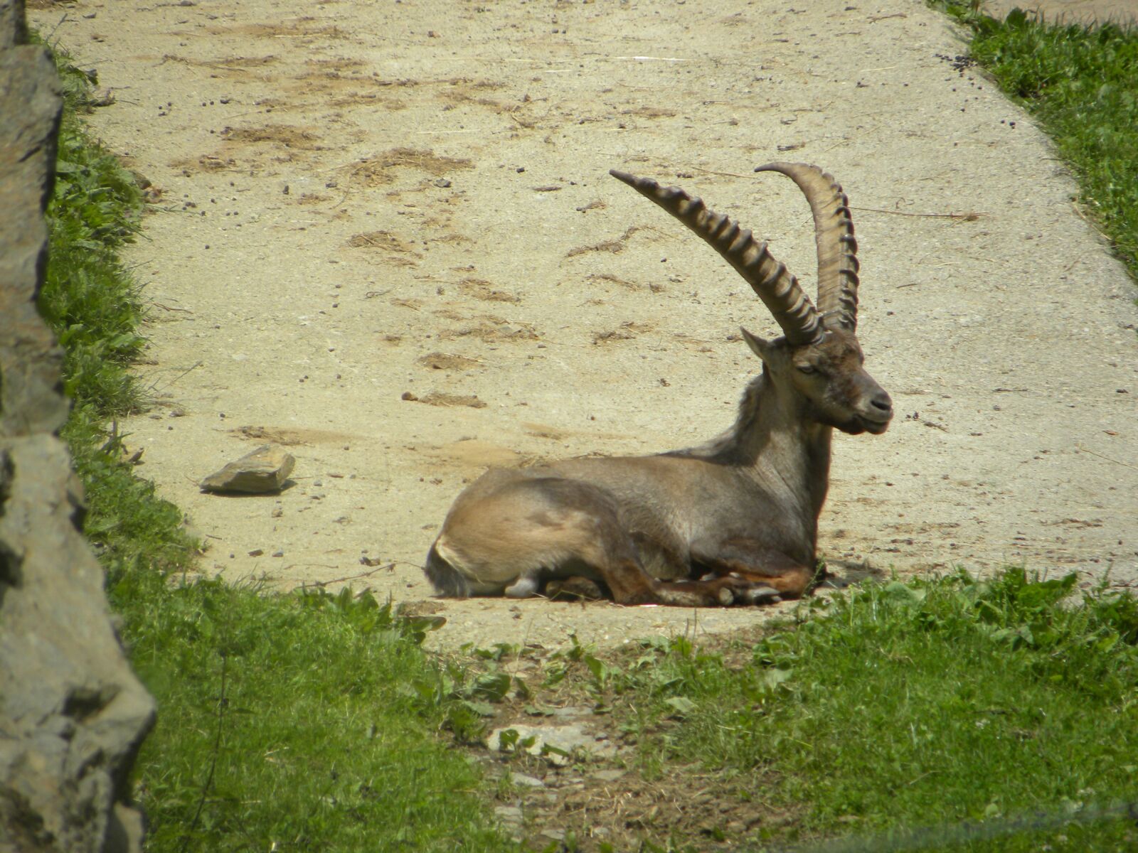 Nikon Coolpix P90 sample photo. Deer, horns, mountain photography