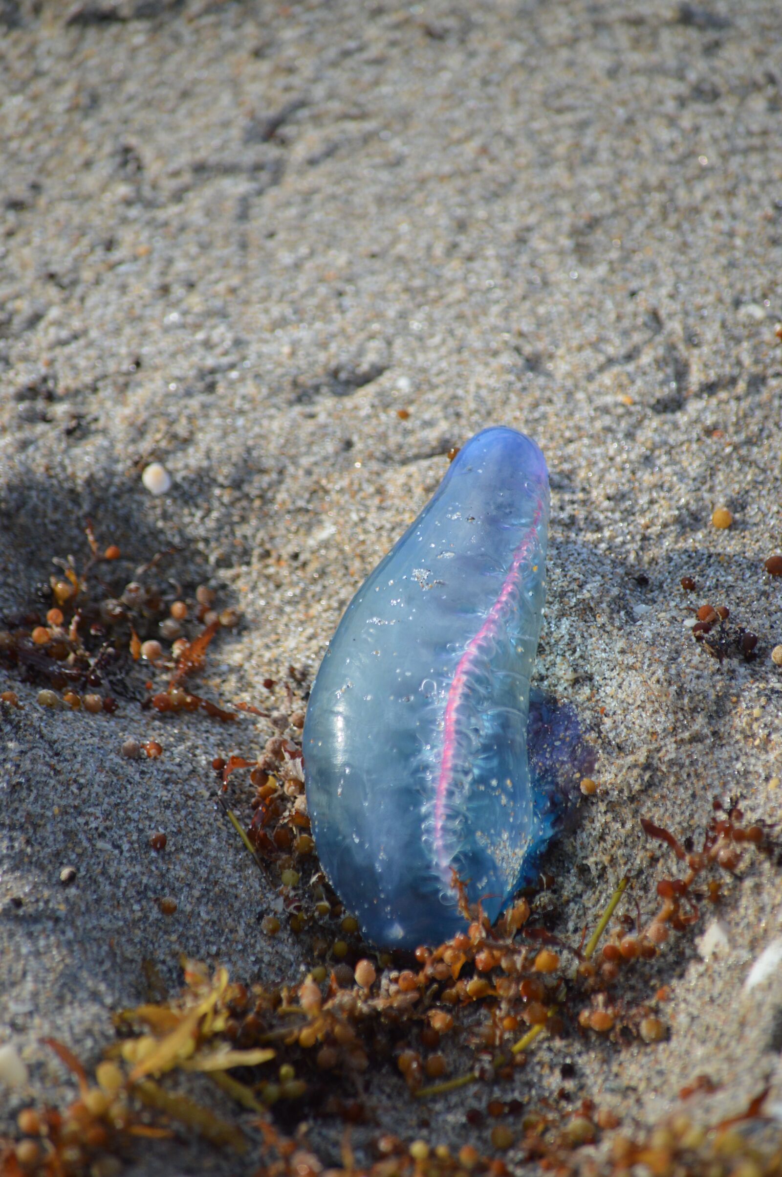 Nikon D3200 sample photo. Man-of-war, danger, beach photography