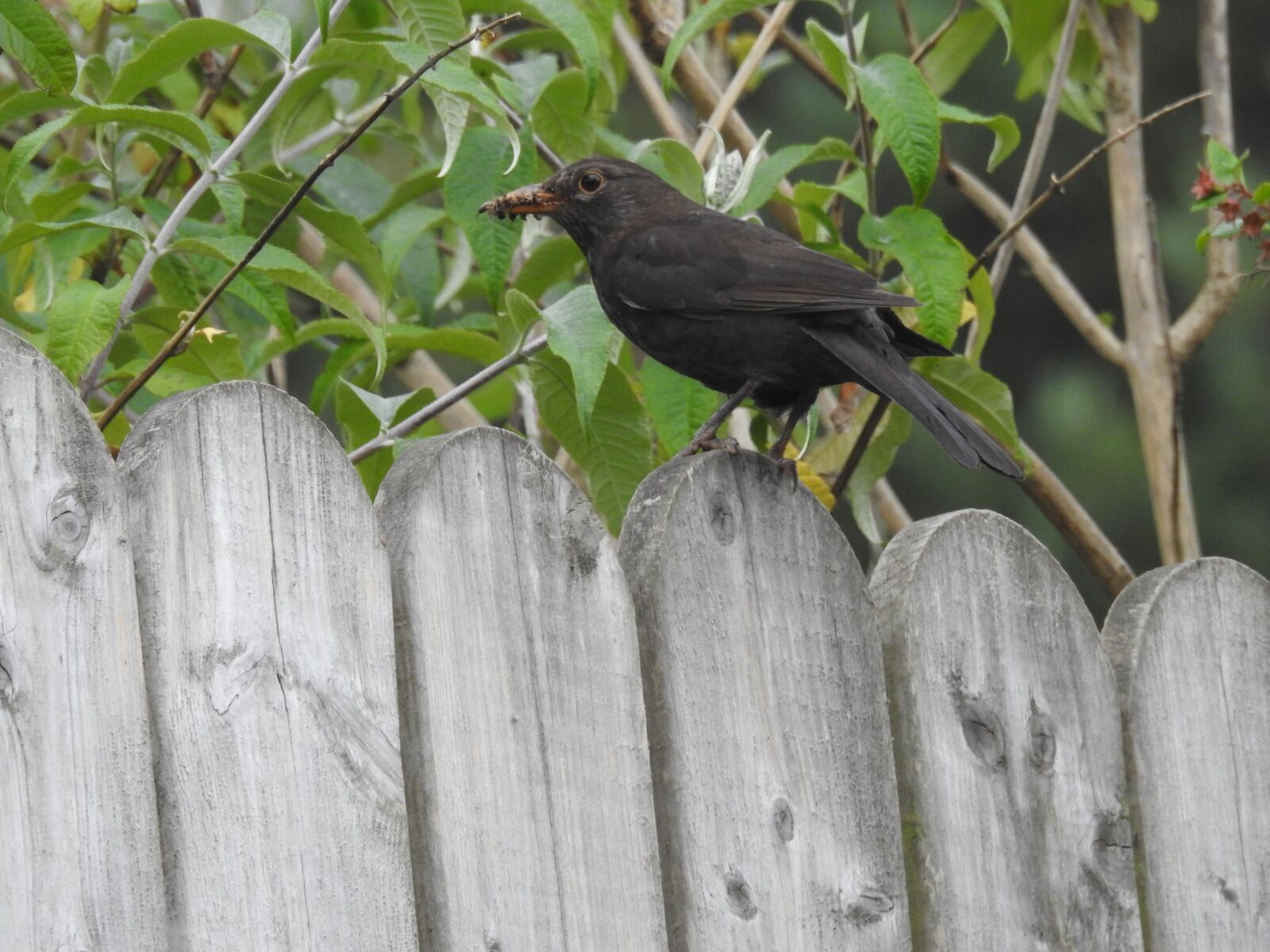 Nikon Coolpix P900 sample photo. Bird feeding, wildlife, nestling photography