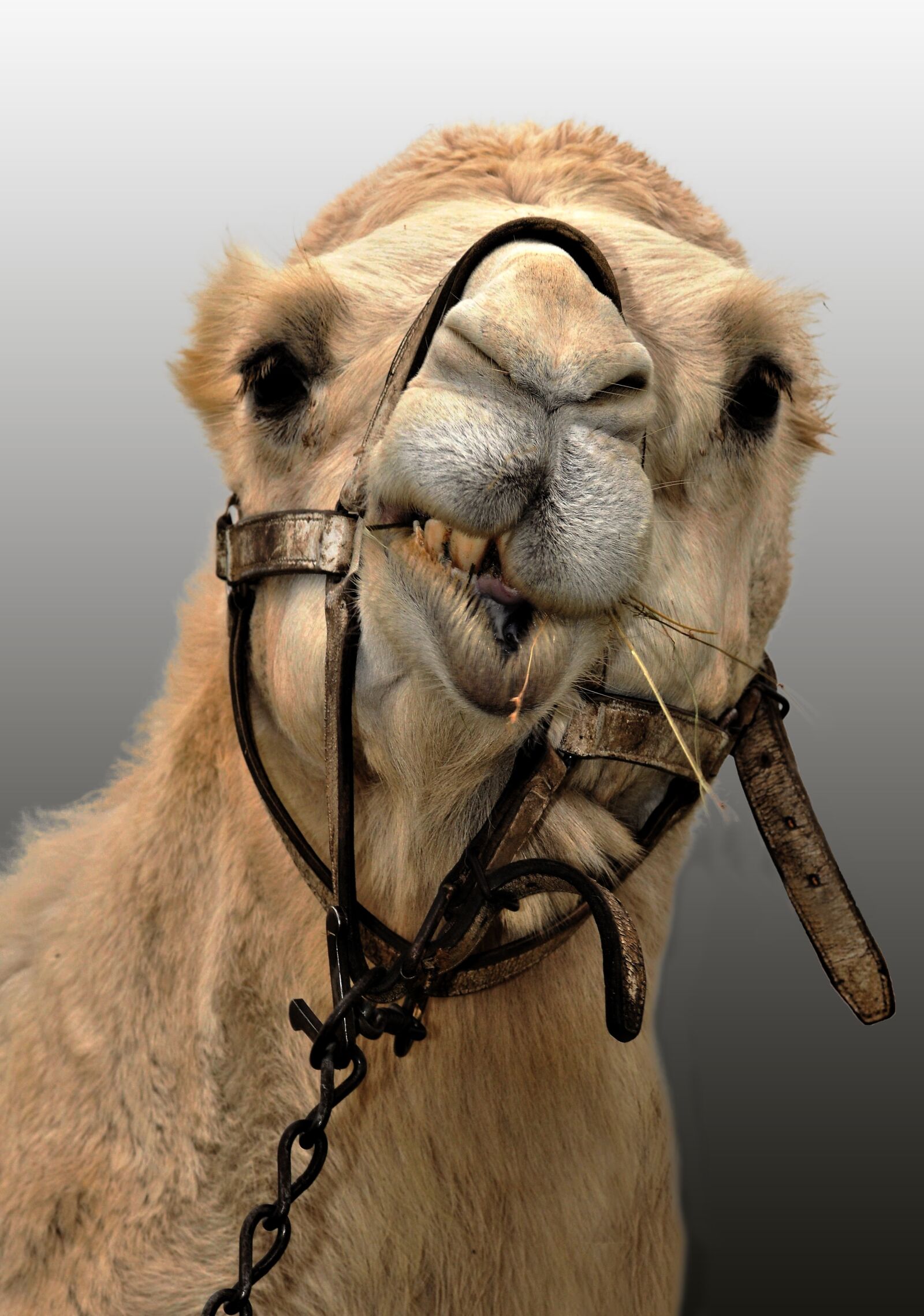 Nikon D300 sample photo. Camel, animal, ruminant photography
