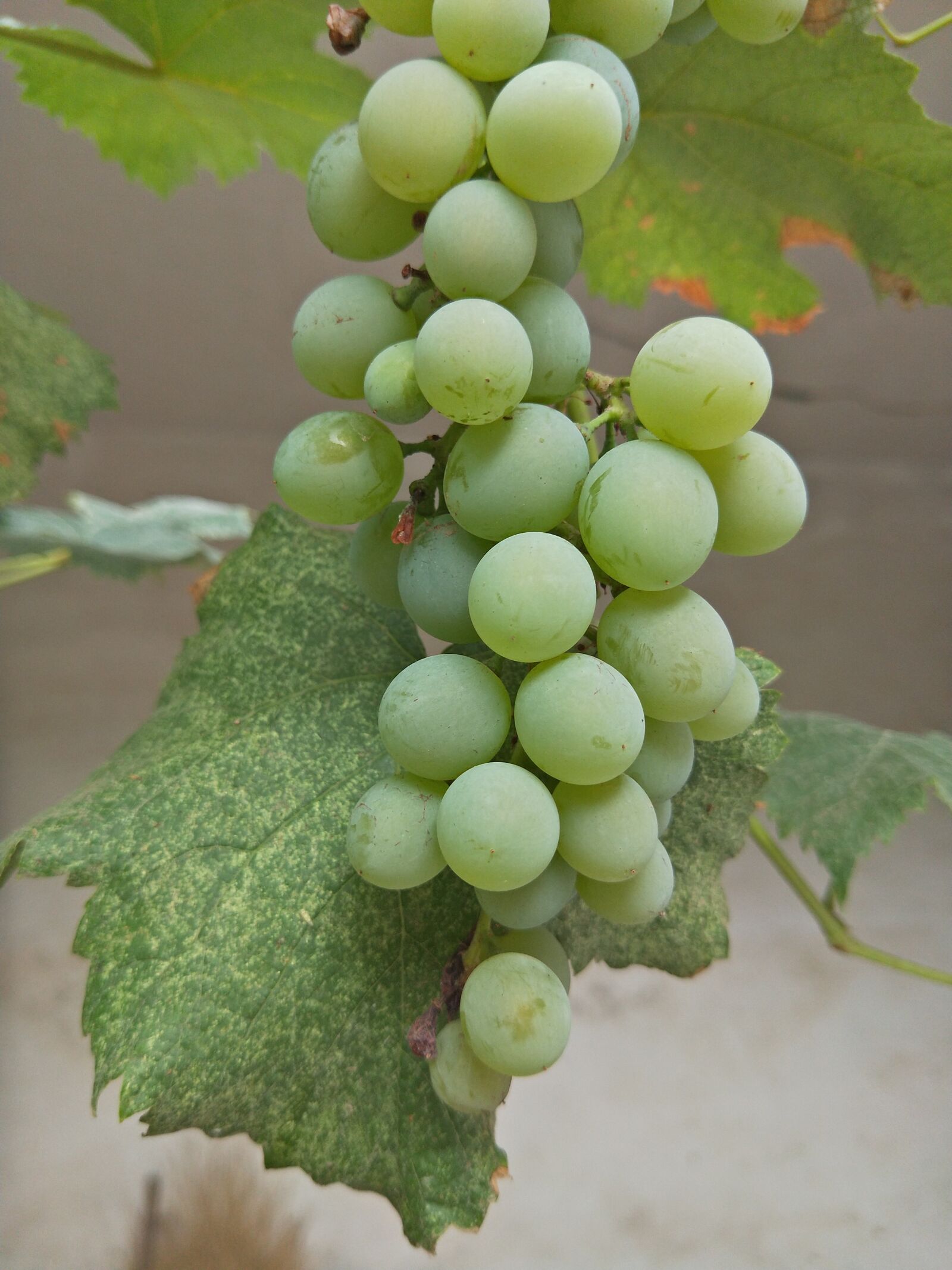 OPPO R11 sample photo. Grape, plant, green grape photography