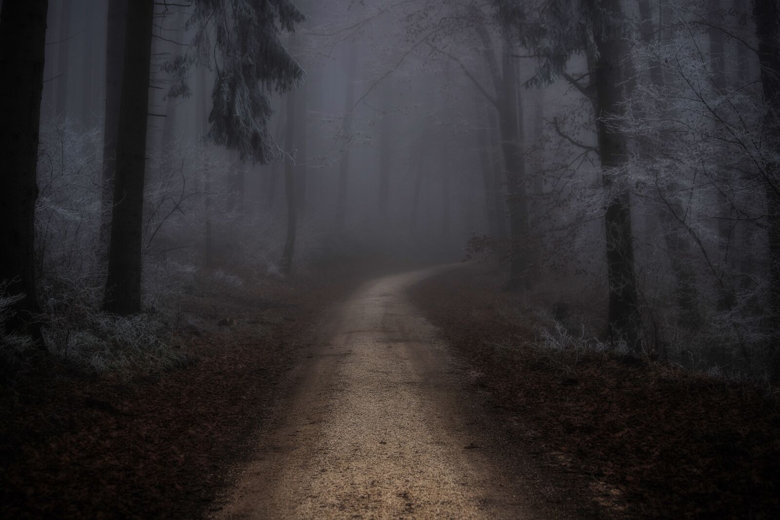 Canon EF 70-300mm F4-5.6 IS USM sample photo. Forest, fog, winter photography