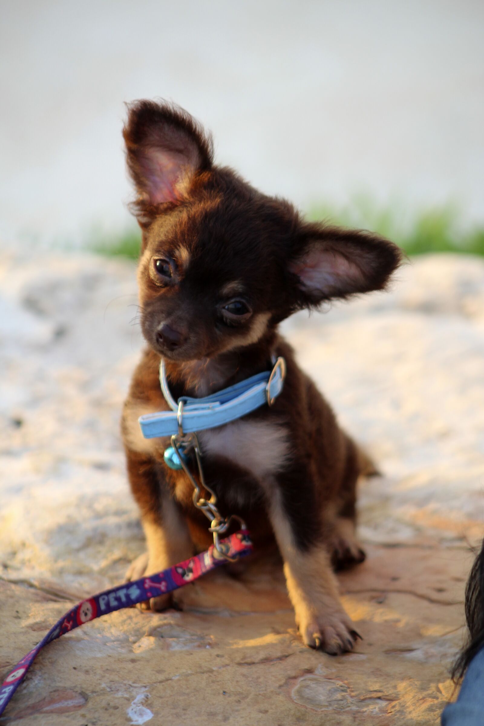 Canon EOS 1300D (EOS Rebel T6 / EOS Kiss X80) + Canon EF75-300mm f/4-5.6 sample photo. Chihuahua, sunset, cocoa photography