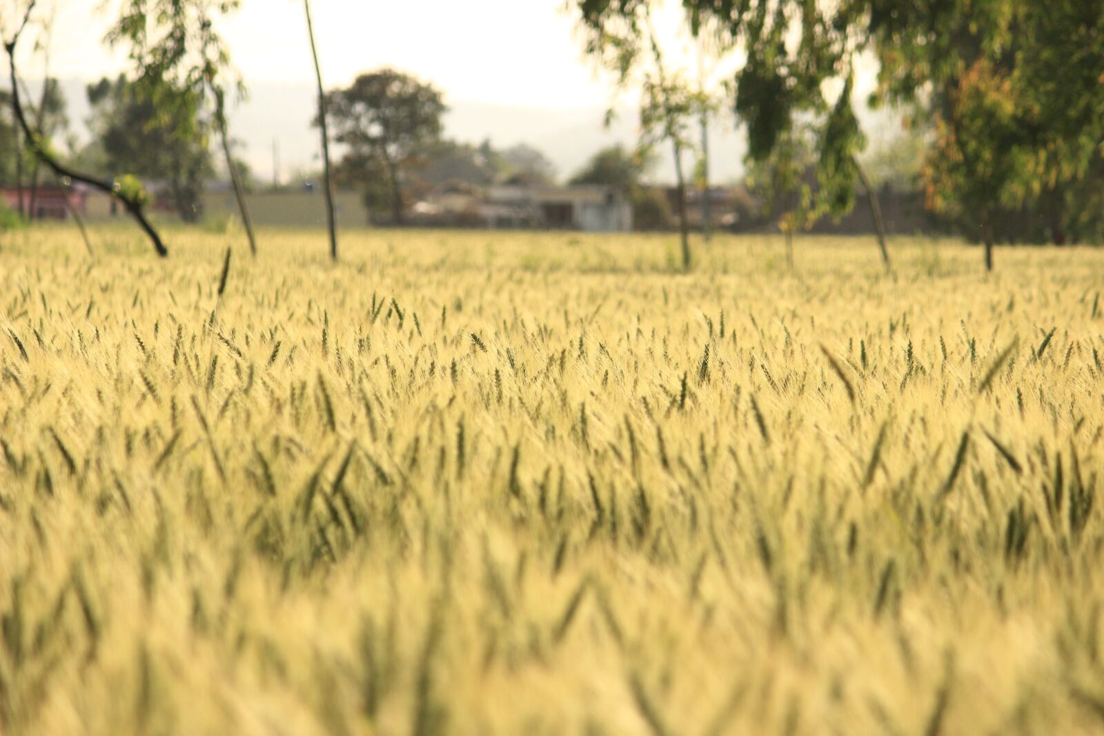 Canon EOS 600D (Rebel EOS T3i / EOS Kiss X5) sample photo. Nature, landscape, farm field photography