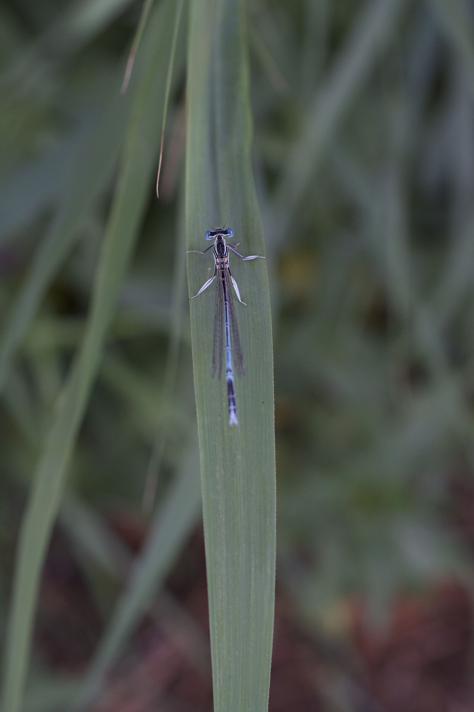 Nikon D5300 sample photo. Horseshoe-azure bridesmaid, dragonfly, blue photography
