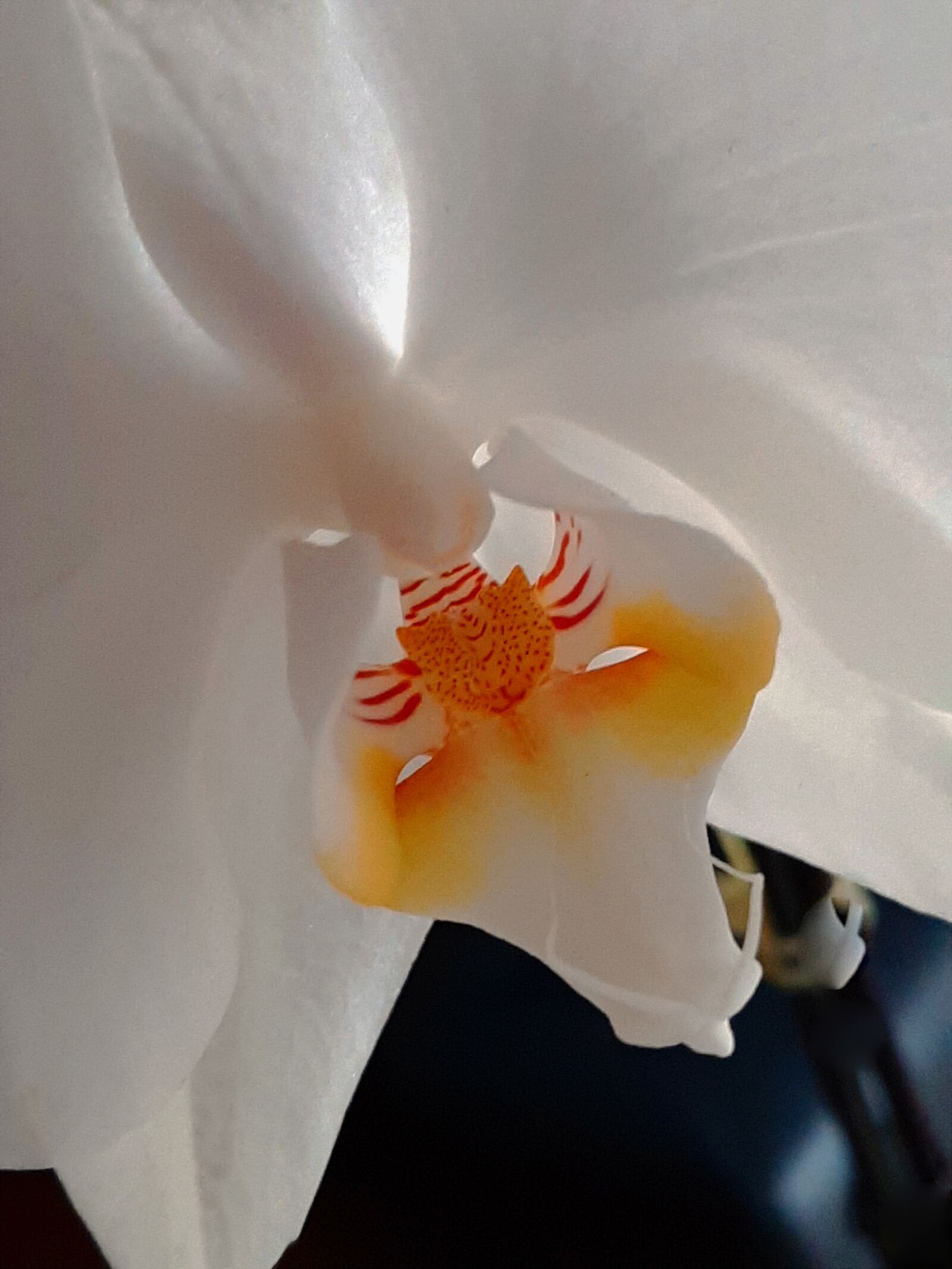 Samsung Galaxy A50 sample photo. Orchid, blossom, bloom photography