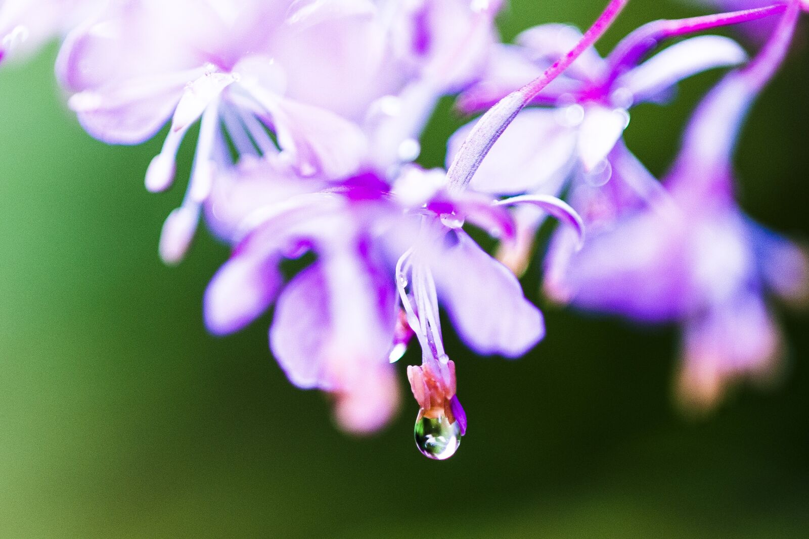 Nikon D700 sample photo. Macro, nature, drop photography