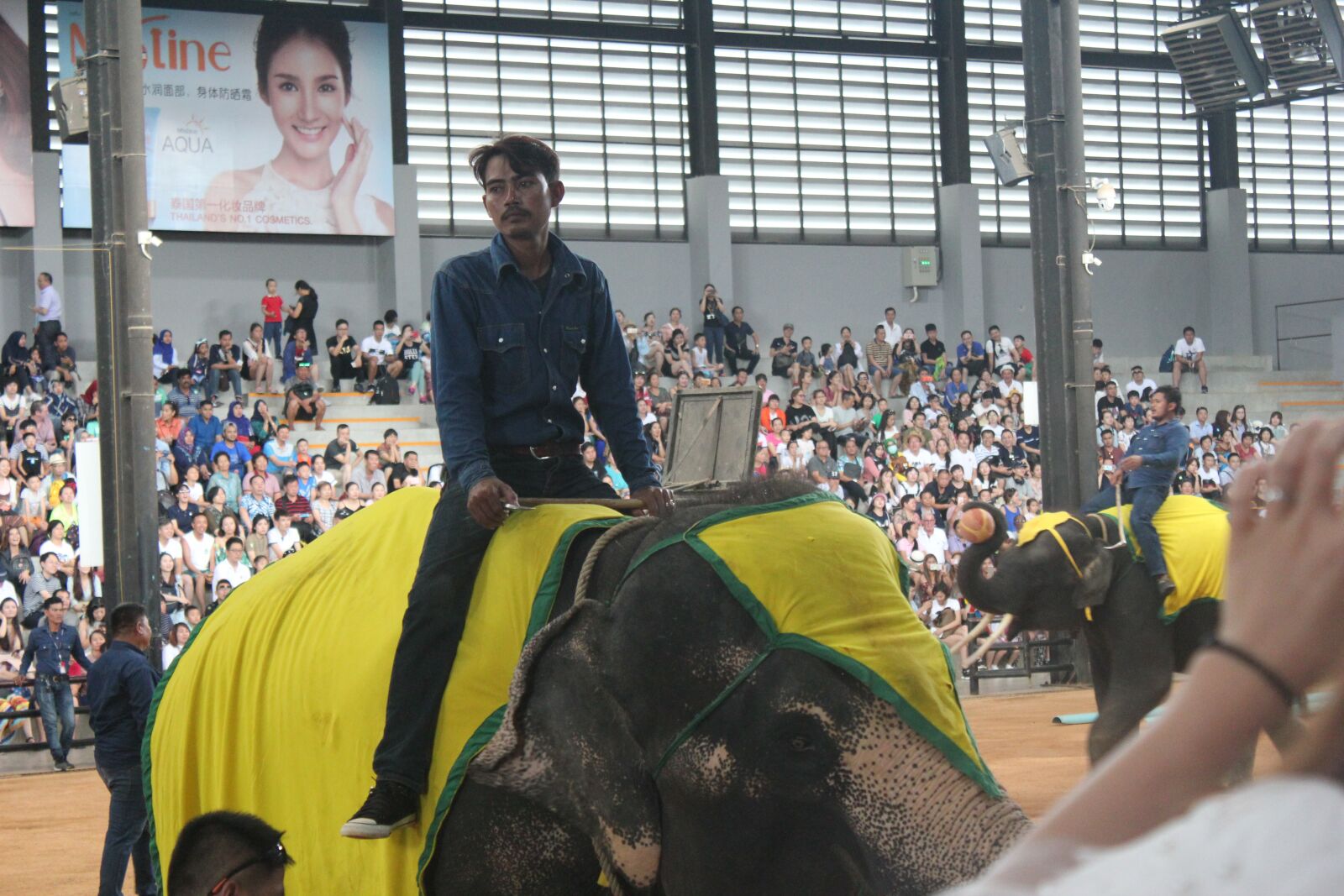 Canon EOS 550D (EOS Rebel T2i / EOS Kiss X4) sample photo. Wonderfull, elephant, thailand photography
