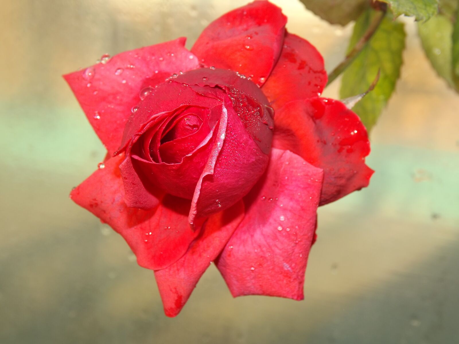Fujifilm FinePix S4500 sample photo. Rose, red, dew photography