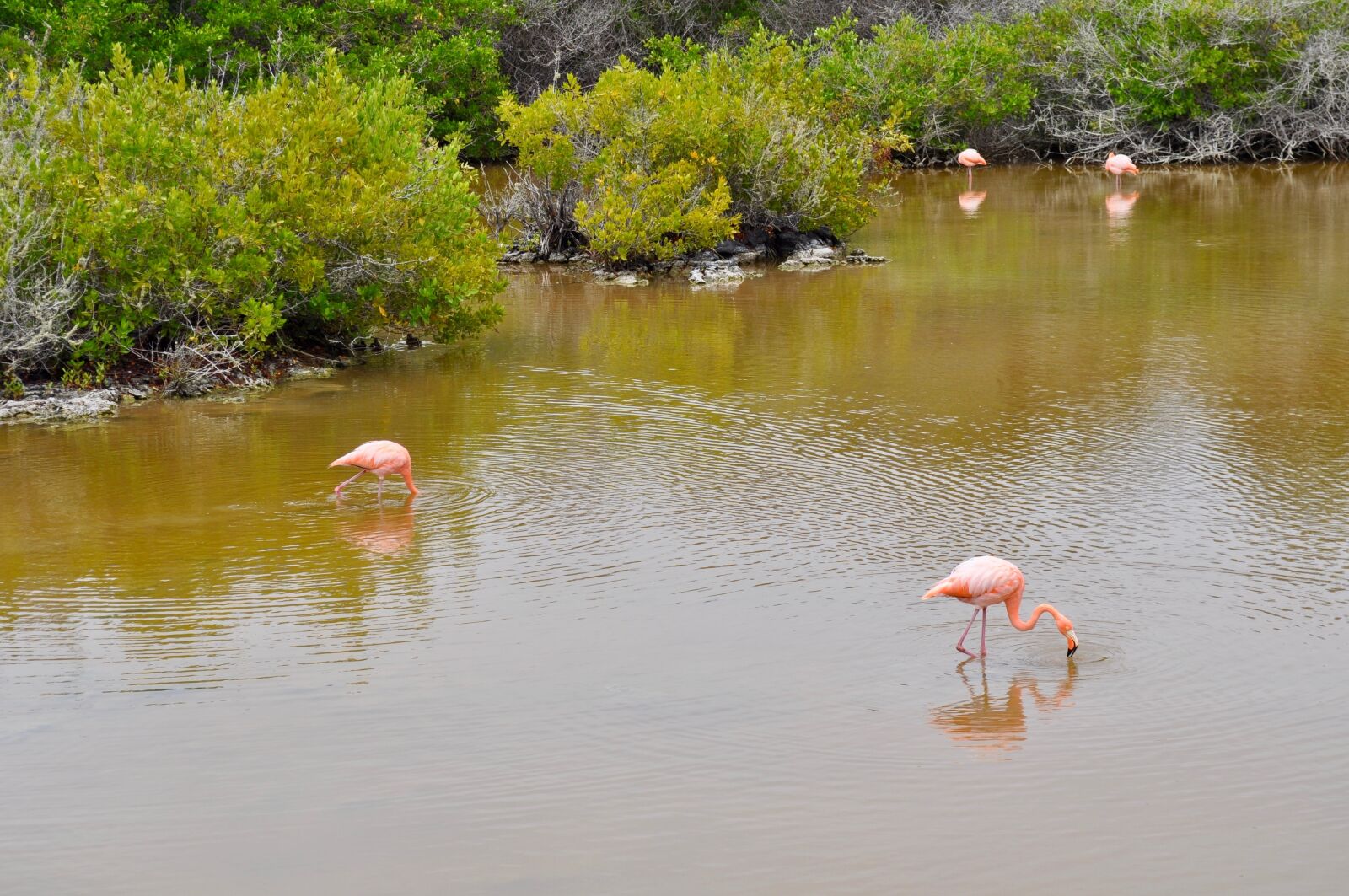 Nikon D5000 sample photo. Flamingos, nature, pink photography