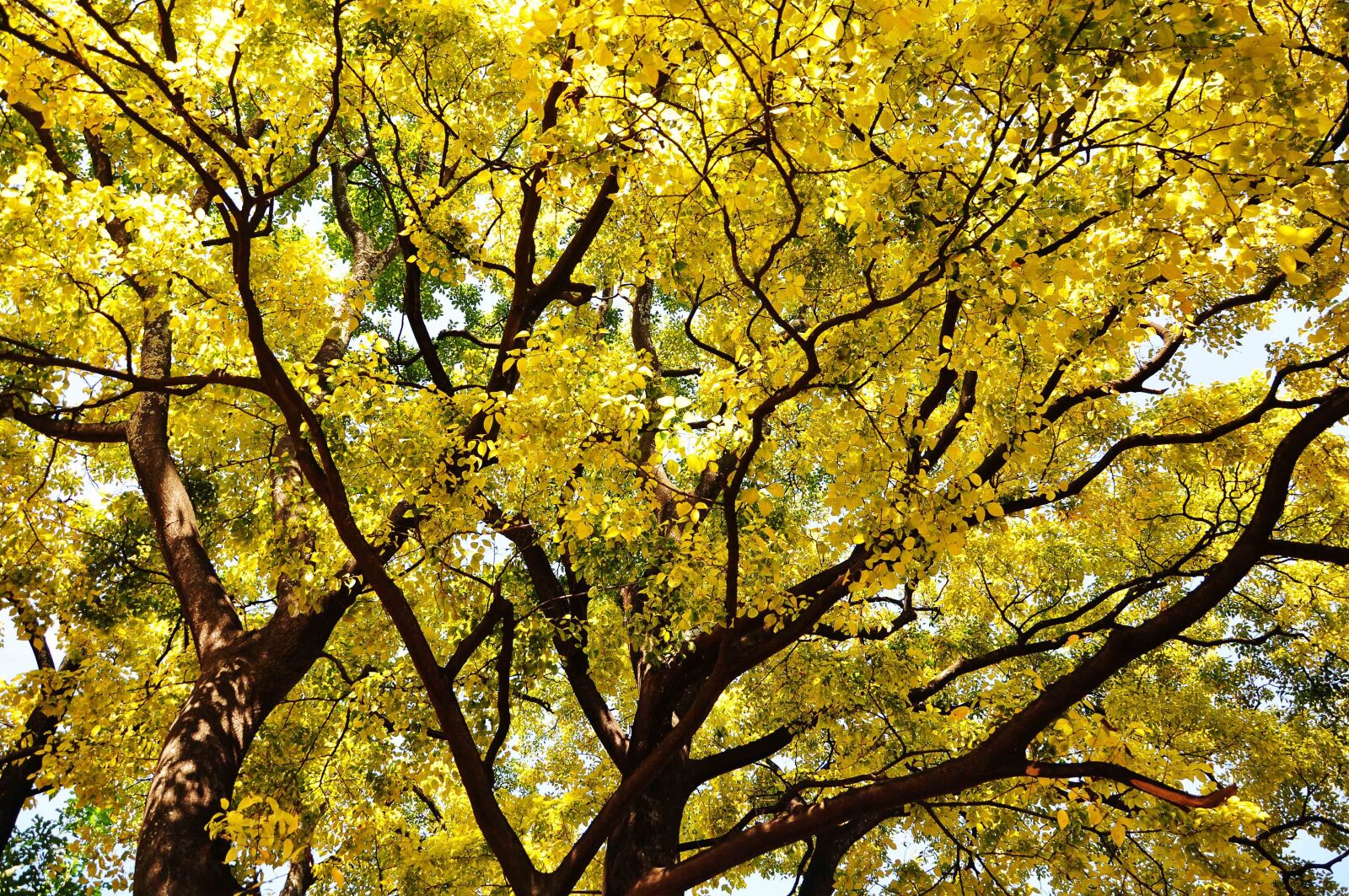 Nikon D90 sample photo. Autumn, golden yellow, shade photography