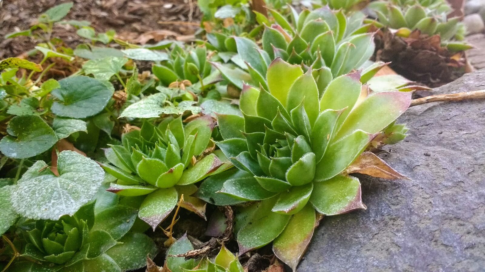 Motorola Moto G (4) sample photo. Succulent, succulents, nature photography