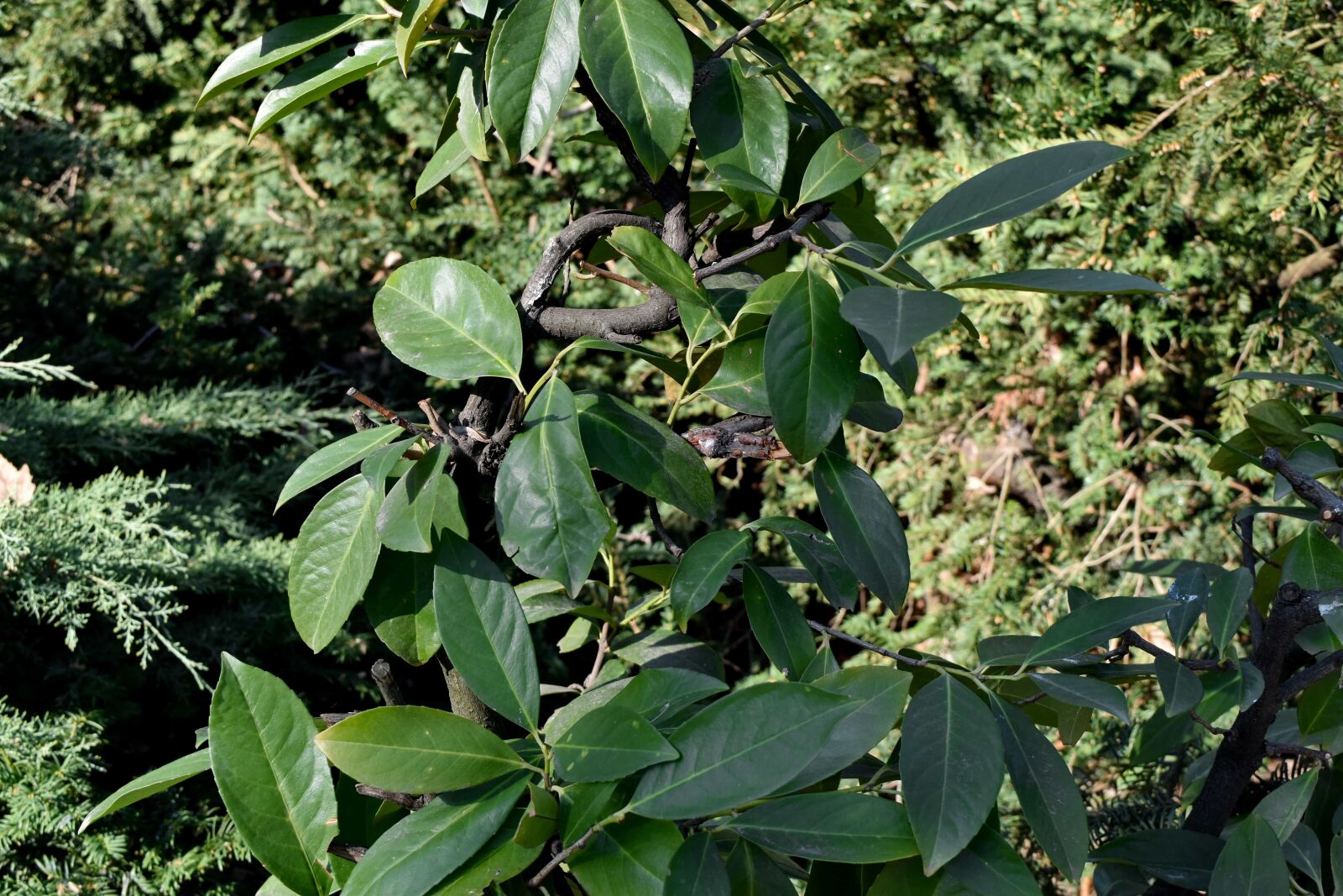Nikon D5500 sample photo. Branches, spruce, leaves, leaf photography