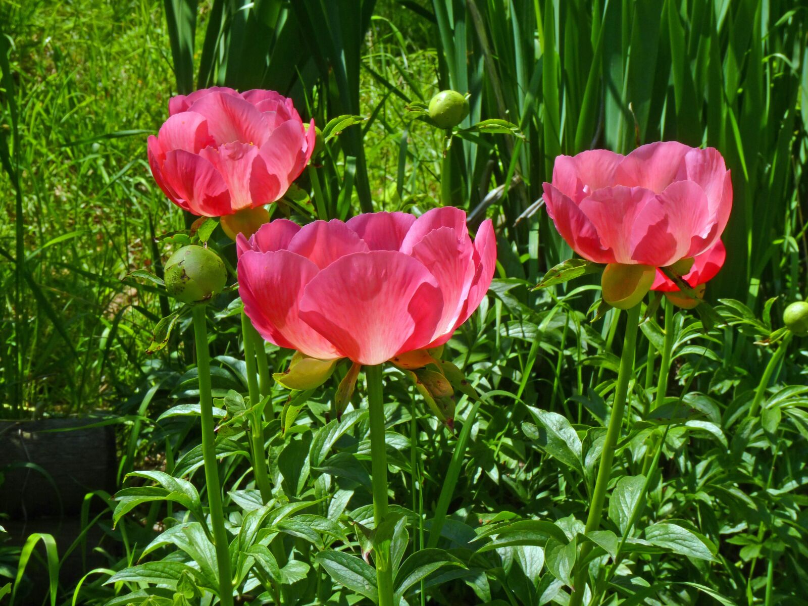 Panasonic Lumix DMC-FZ35 (Lumix DMC-FZ38) sample photo. Flower, peony, nature photography