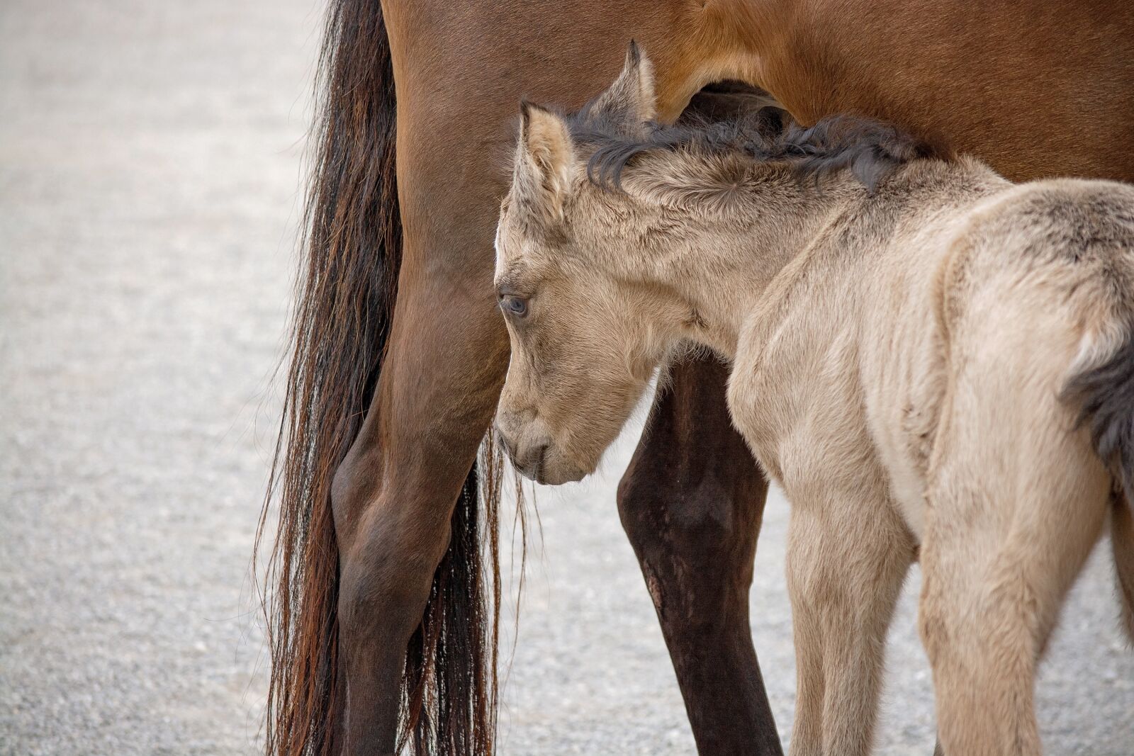 Nikon D7100 sample photo. Foal, dun, mare photography