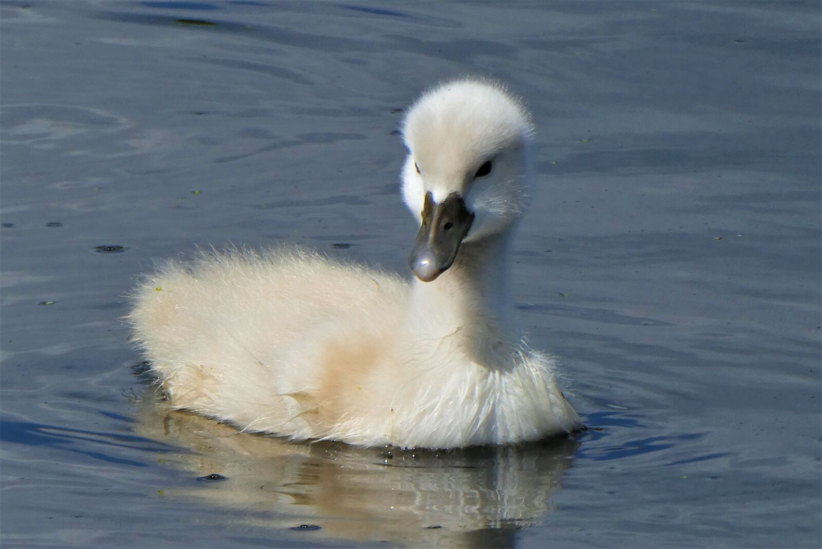 Panasonic Lumix DC-ZS70 (Lumix DC-TZ90) sample photo. Zwanenjong, swan, chick photography