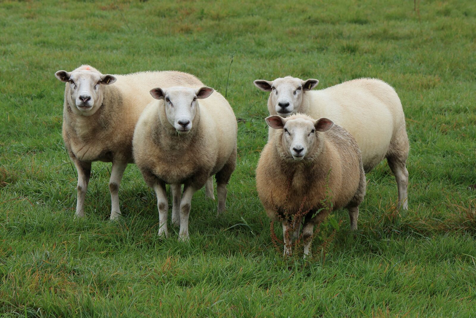 Canon EOS 700D (EOS Rebel T5i / EOS Kiss X7i) sample photo. Sheep, flock of sheep photography