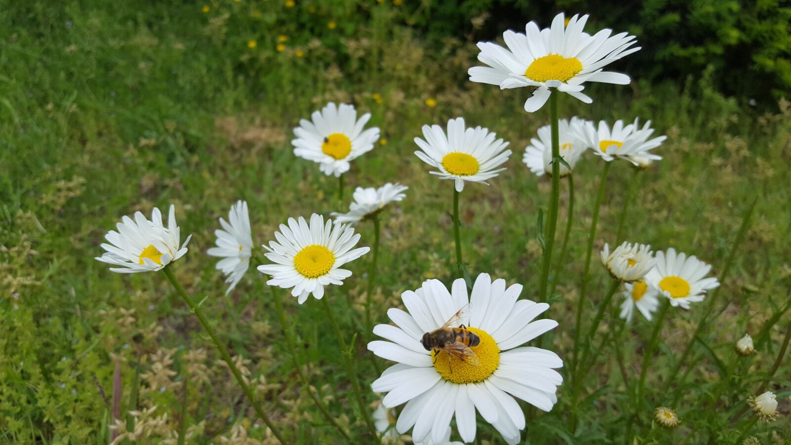 Samsung Galaxy S6 sample photo. Spring, spring flowers, chrysanthemum photography