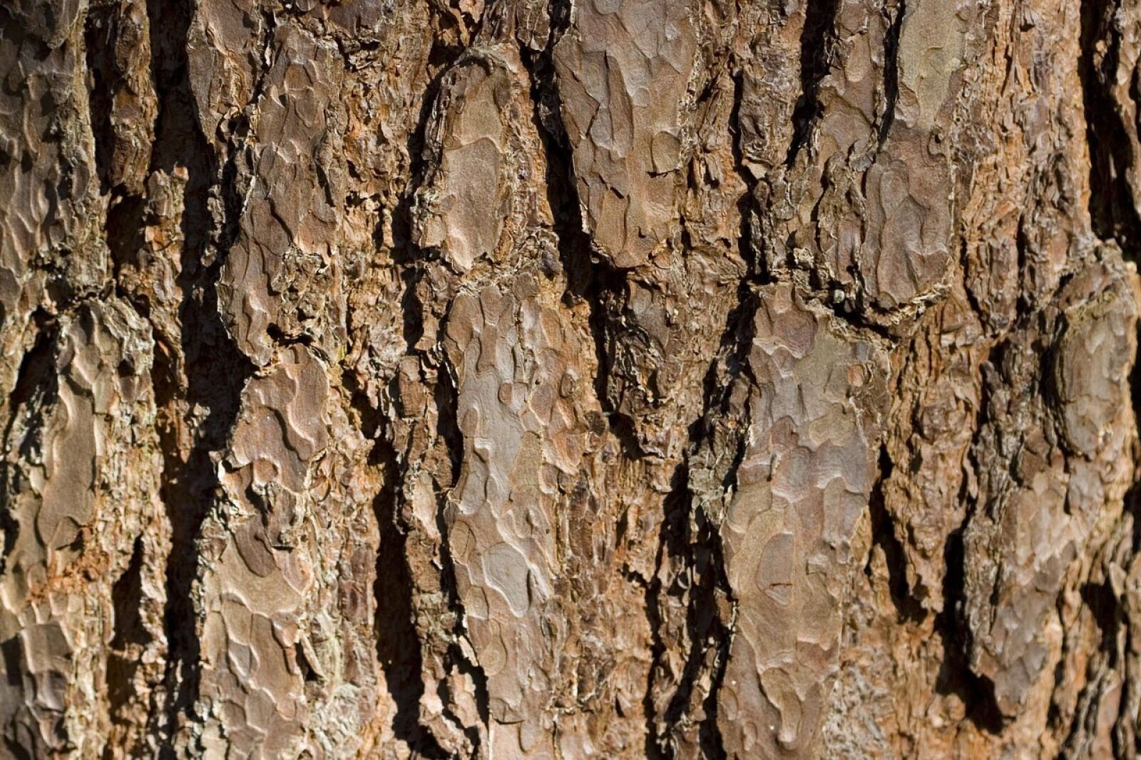 Canon EOS 350D (EOS Digital Rebel XT / EOS Kiss Digital N) sample photo. Tree, bark, brown photography