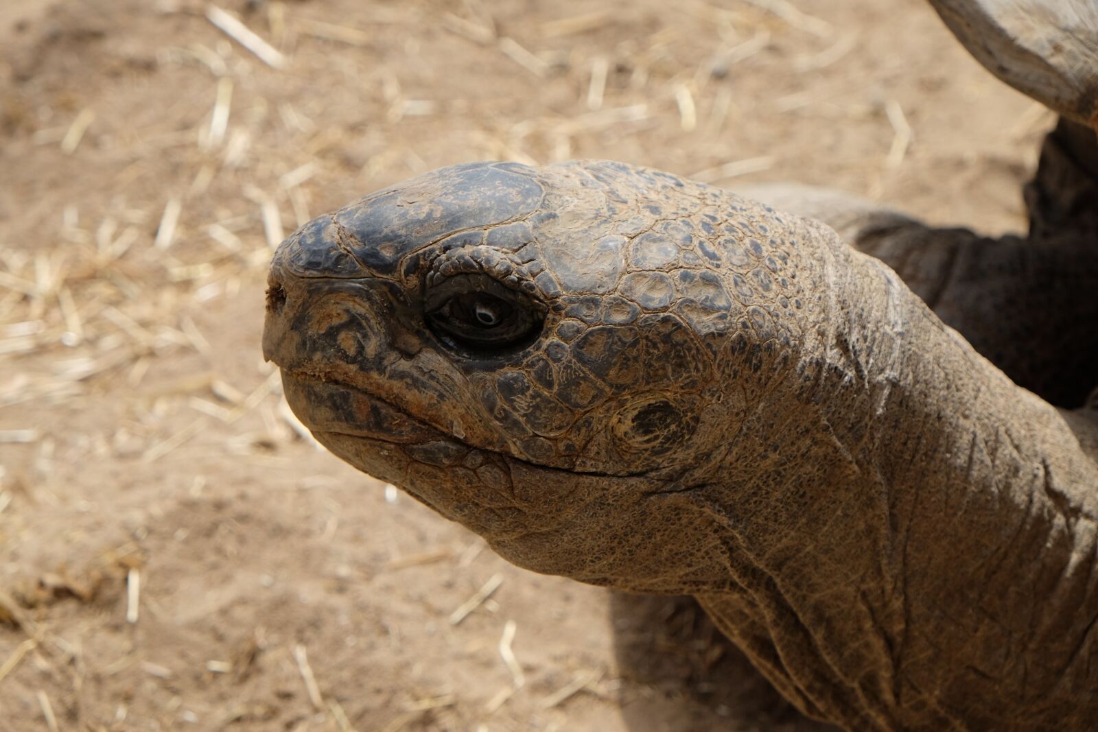 Fujifilm X-E2 sample photo. Turtle, head, close up photography