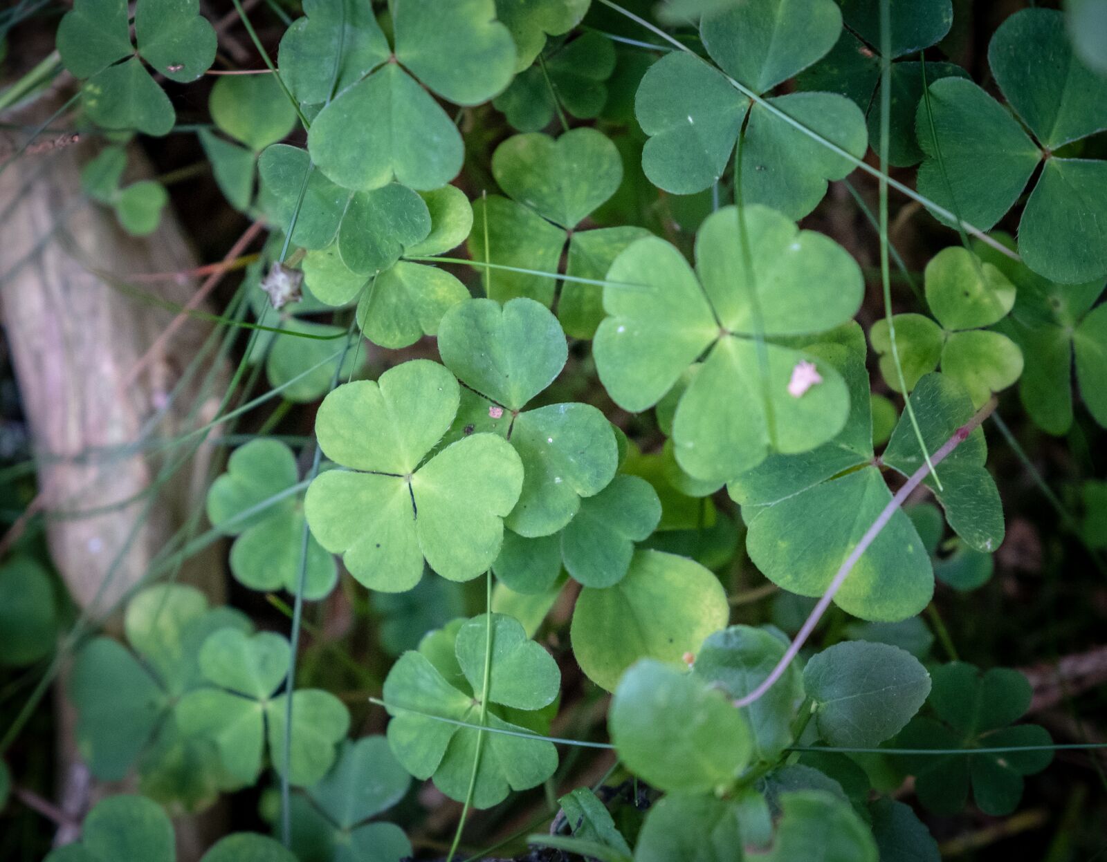 Fujifilm X-T2 sample photo. Klee, four leaf clover photography
