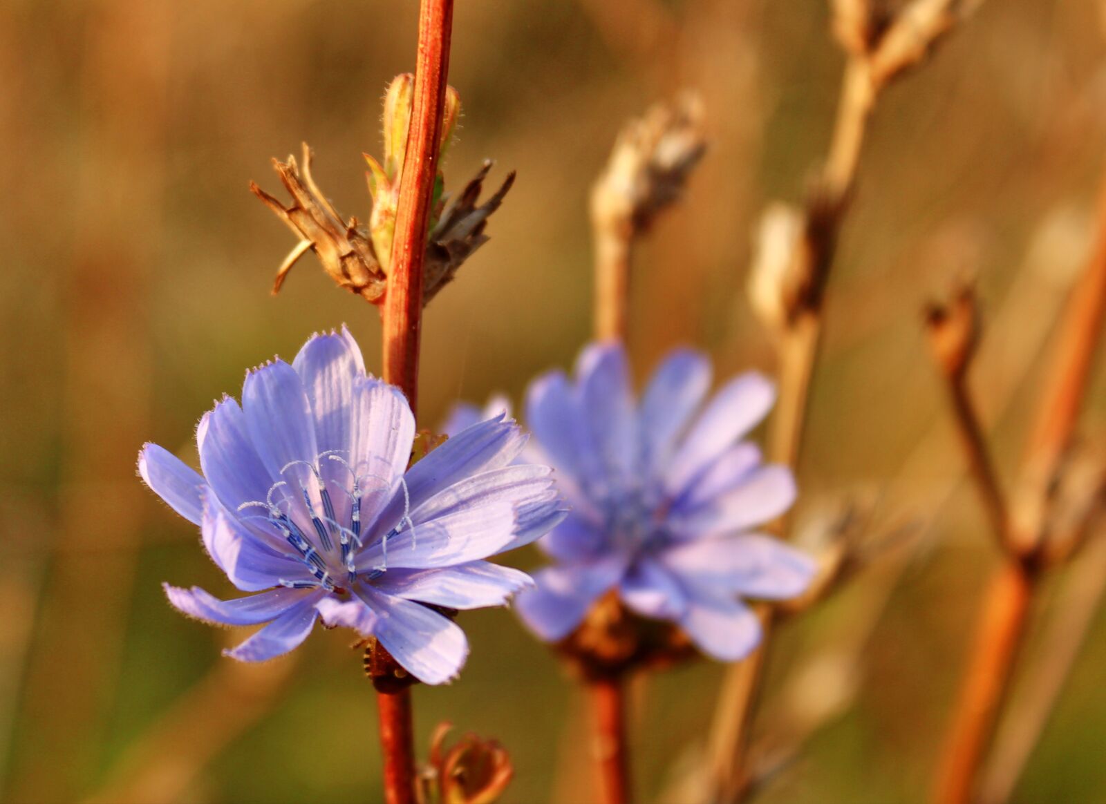 Canon EOS 1300D (EOS Rebel T6 / EOS Kiss X80) sample photo. Meadow cranesbill, flower, blossom photography