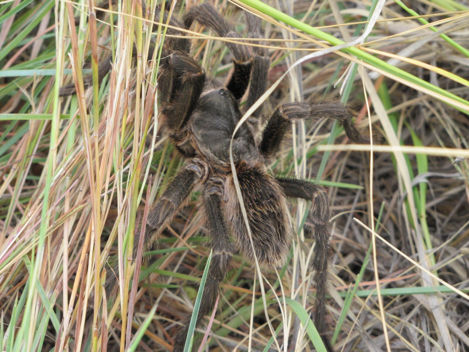 Canon PowerShot SX20 IS sample photo. Nature, spider, animal photography