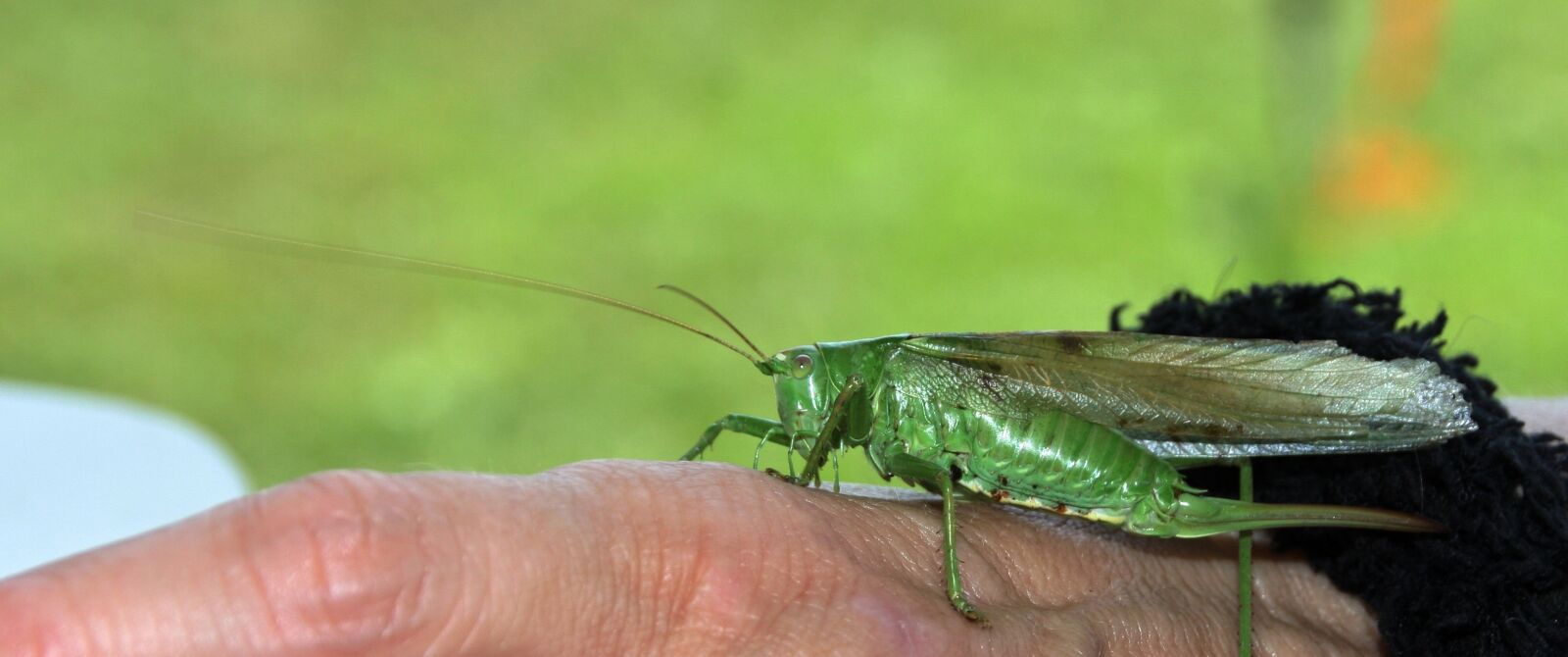 Canon EOS 40D sample photo. Grasshopper green, hand, nature photography