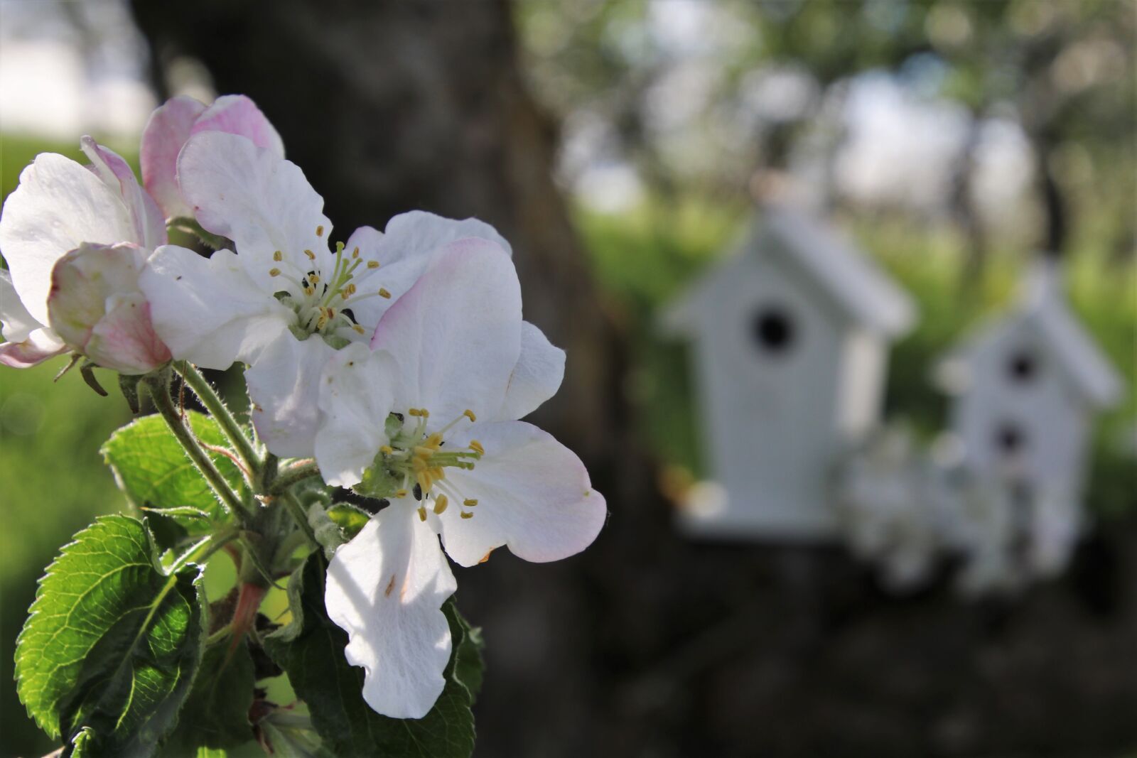 Canon EOS 80D sample photo. Flowers, apple, closeup photography