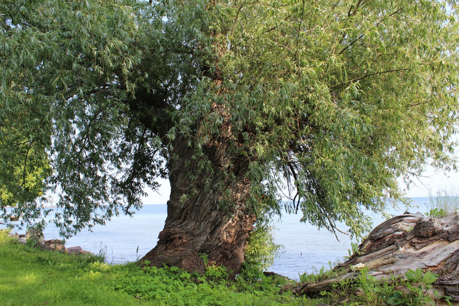 Canon EOS 600D (Rebel EOS T3i / EOS Kiss X5) sample photo. Tree, green, landscape photography