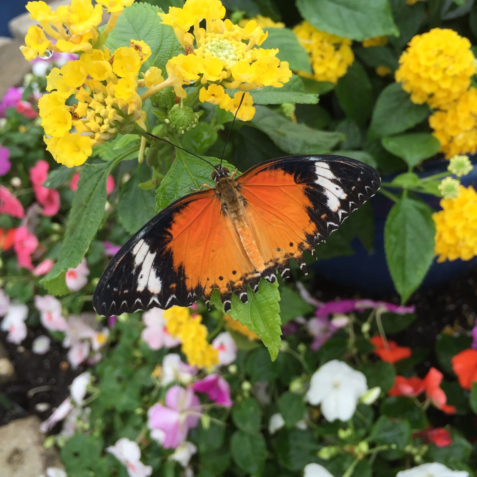 Apple iPhone 6 sample photo. Butterfly, yellow flower, garden photography