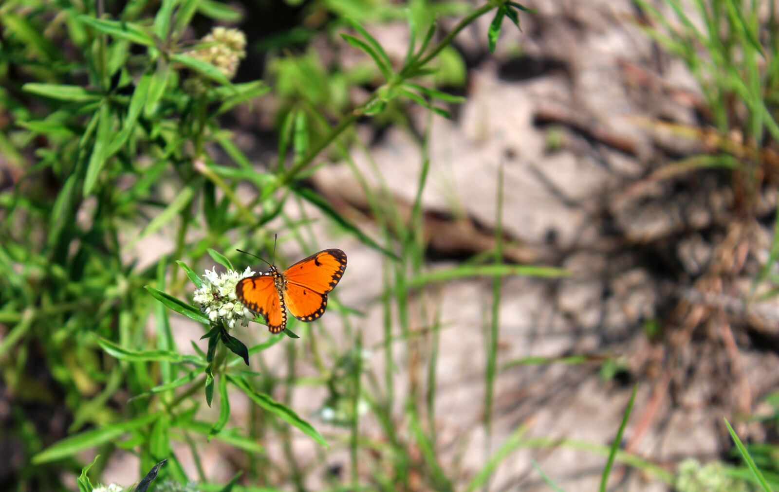 Canon EOS 1200D (EOS Rebel T5 / EOS Kiss X70 / EOS Hi) sample photo. Butterfly, insect, grass photography