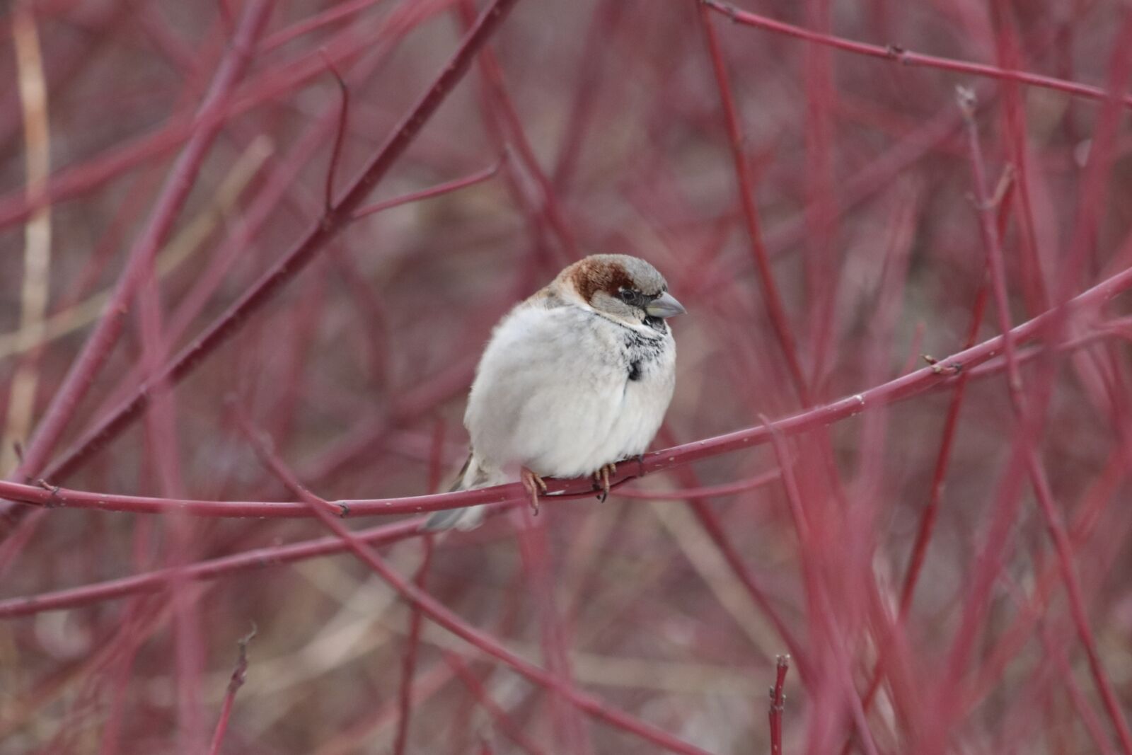 Canon EOS 77D (EOS 9000D / EOS 770D) sample photo. Nature, tree, bird photography
