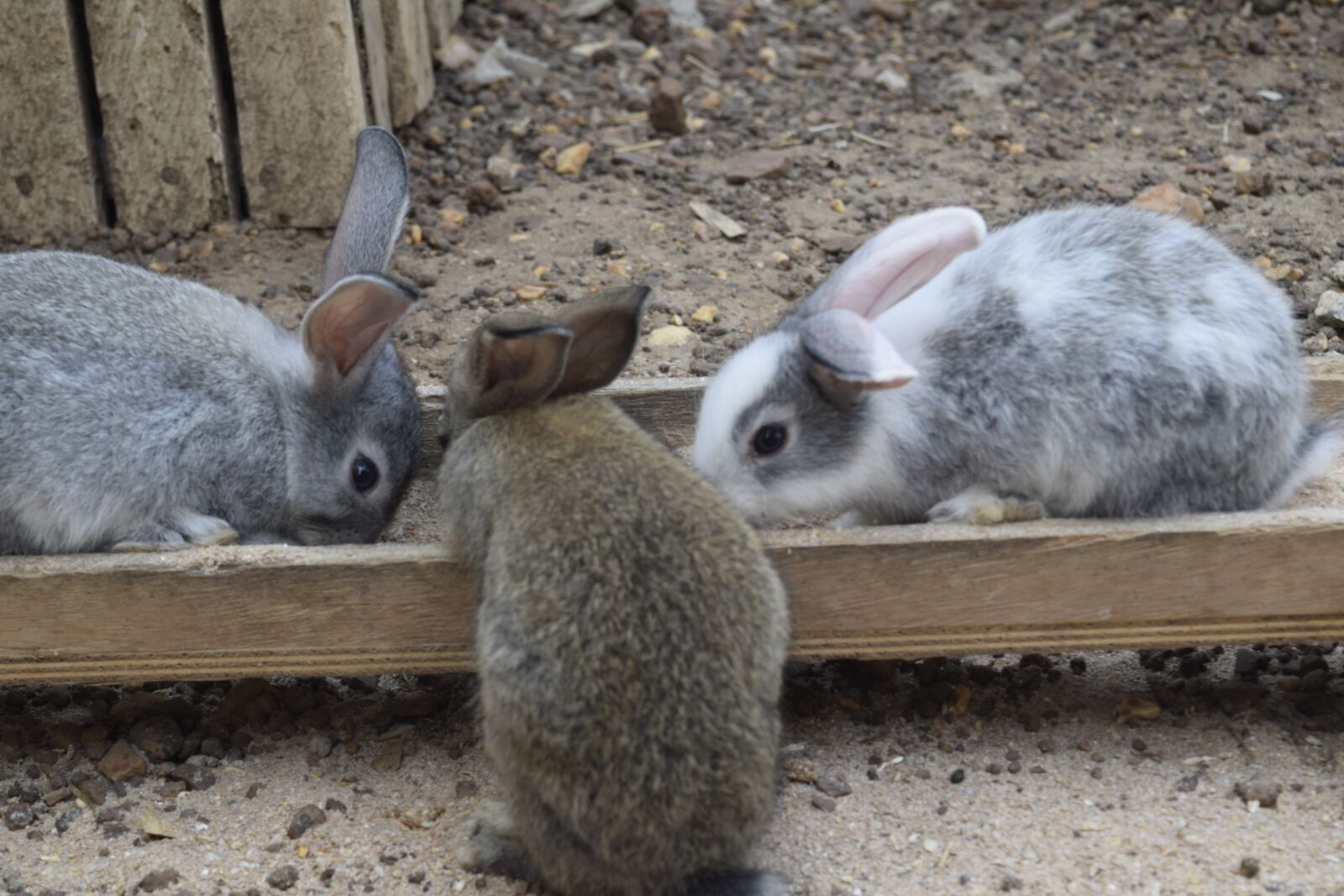 Nikon D3300 sample photo. Rabbit, farm, animal photography