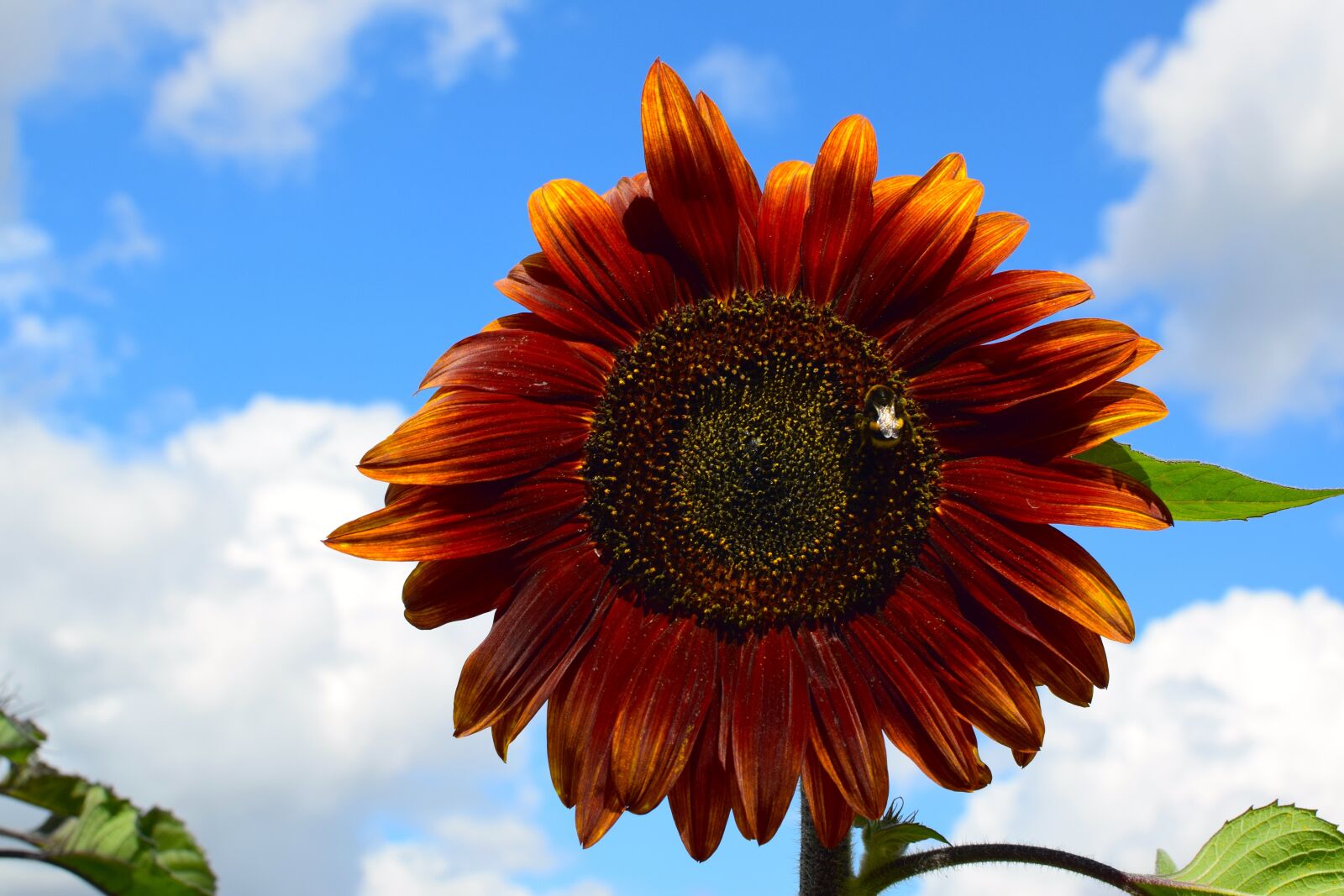 Nikon D5300 sample photo. Sunflower, dark, bee photography