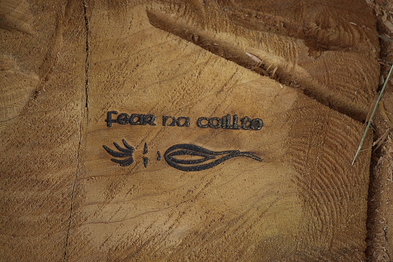 Canon EOS 90D sample photo. Wood, brand, chainsaw photography