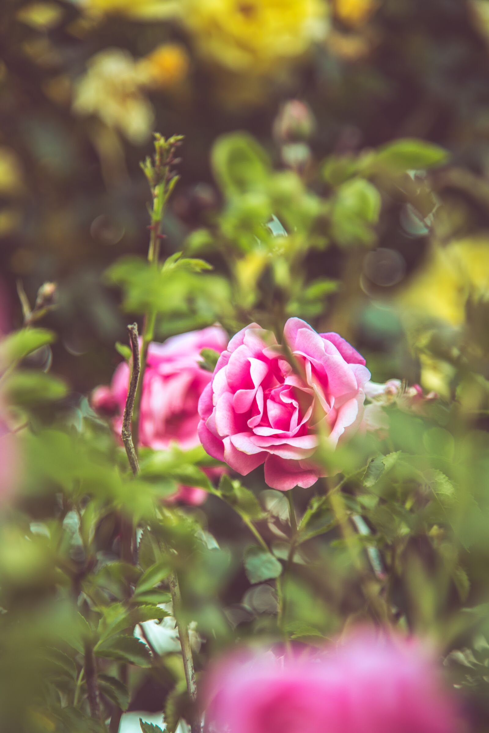 Nikon D850 sample photo. Rose, flower, shrub photography
