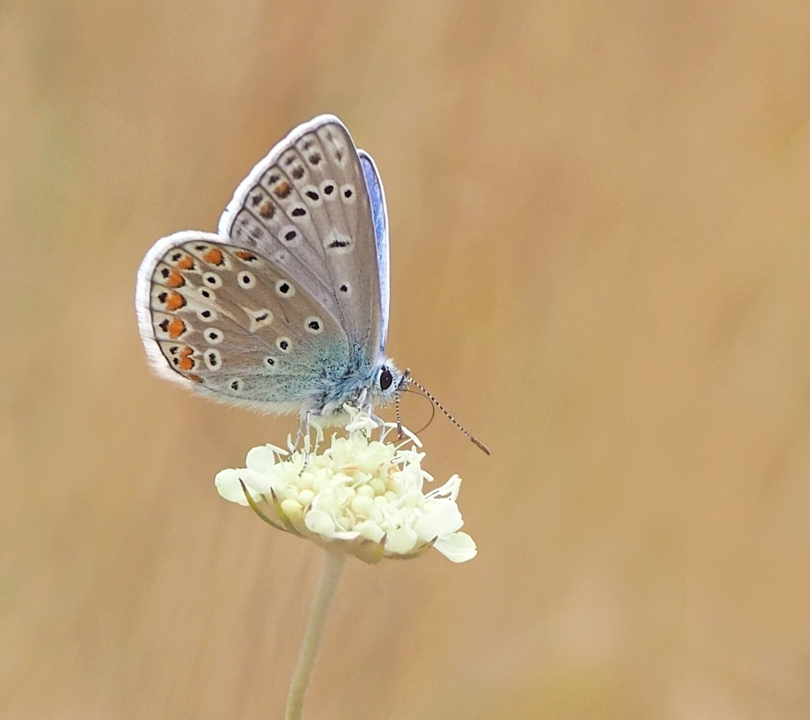 Olympus OM-D E-M1 + OLYMPUS 50mm Lens sample photo. Butterfly, common blue, hauhechel photography