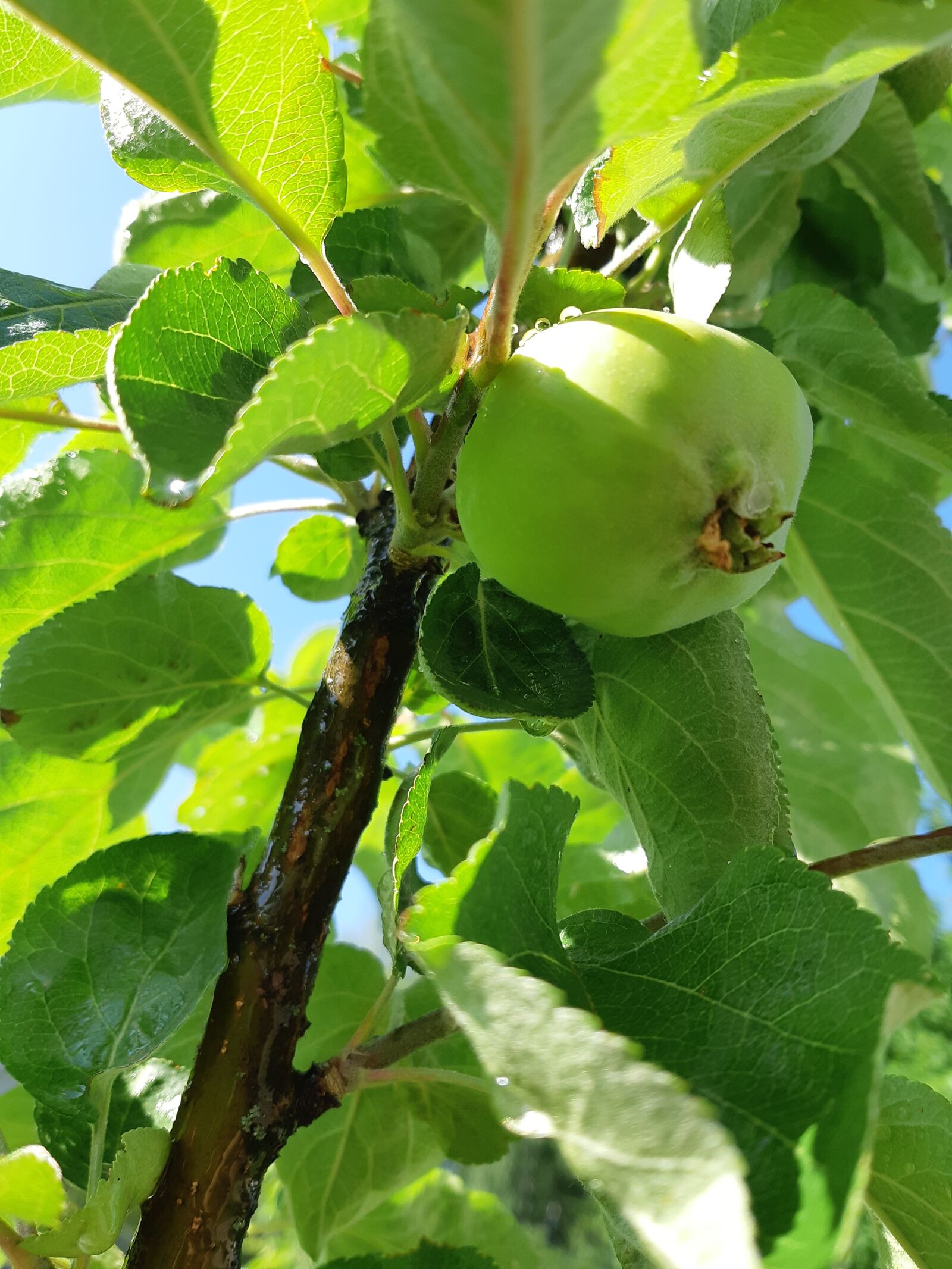Samsung Galaxy A8(2018) sample photo. Apple tree, garden, greens photography