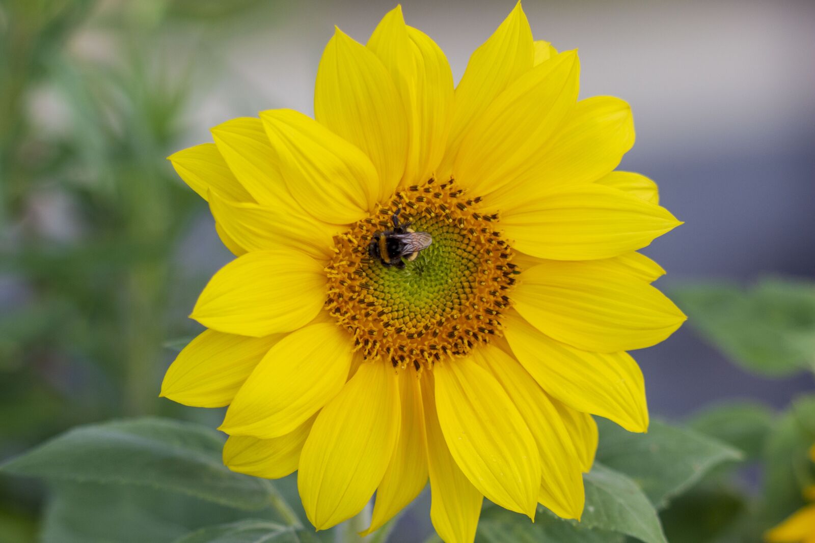 Canon EOS 700D (EOS Rebel T5i / EOS Kiss X7i) + Canon EF 70-300 F4-5.6 IS II USM sample photo. Flower, sunflower, bee photography