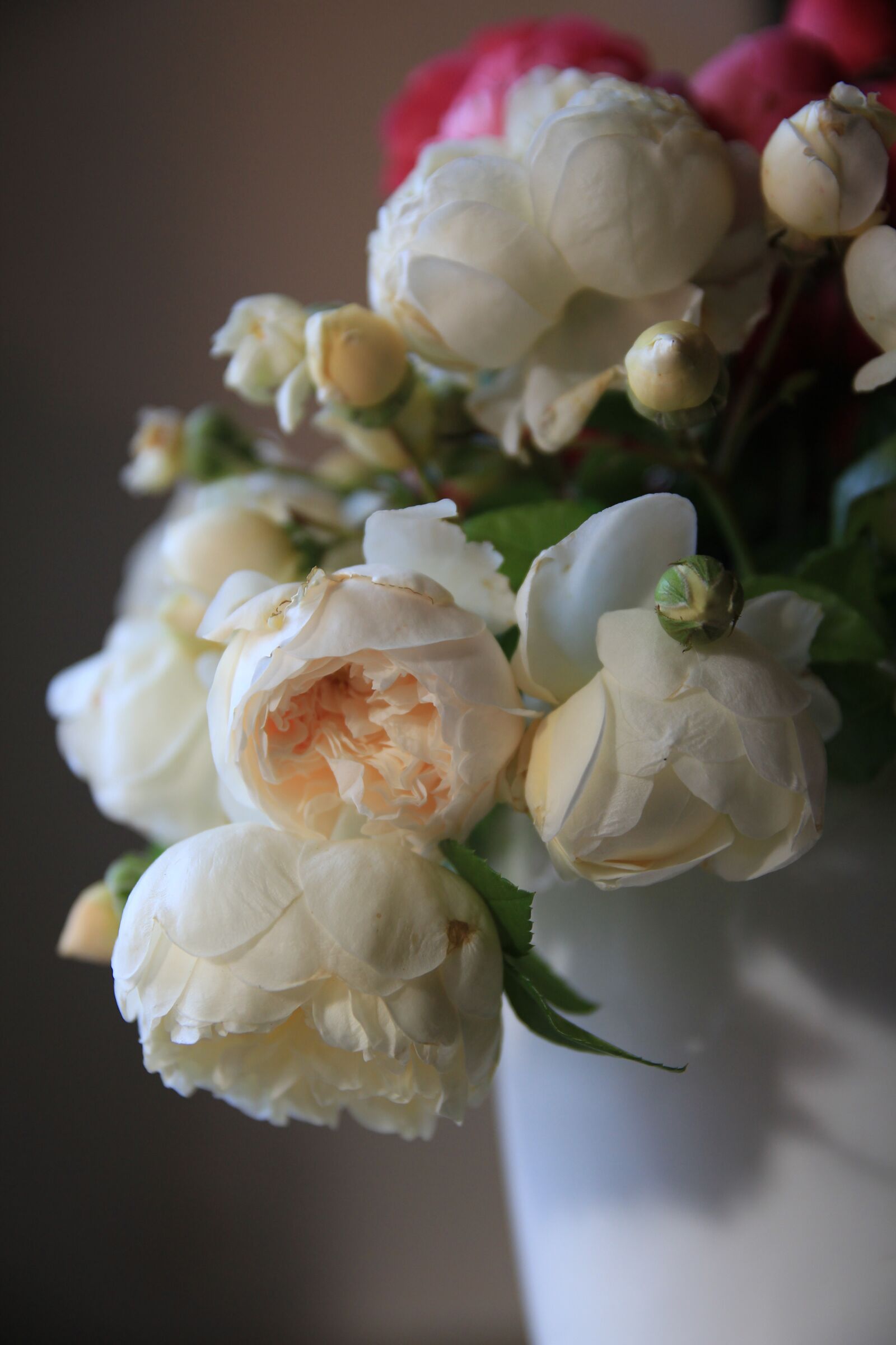 Canon EOS 60D sample photo. English roses, rose, blossom photography